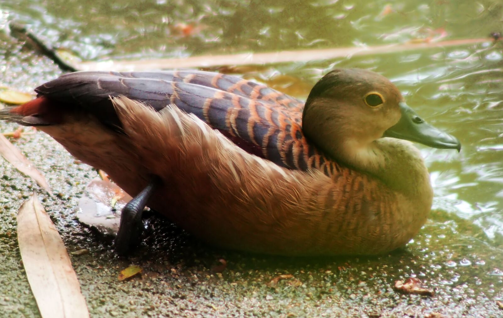Olympus OM-D E-M1 sample photo. Duck, wild, bird photography