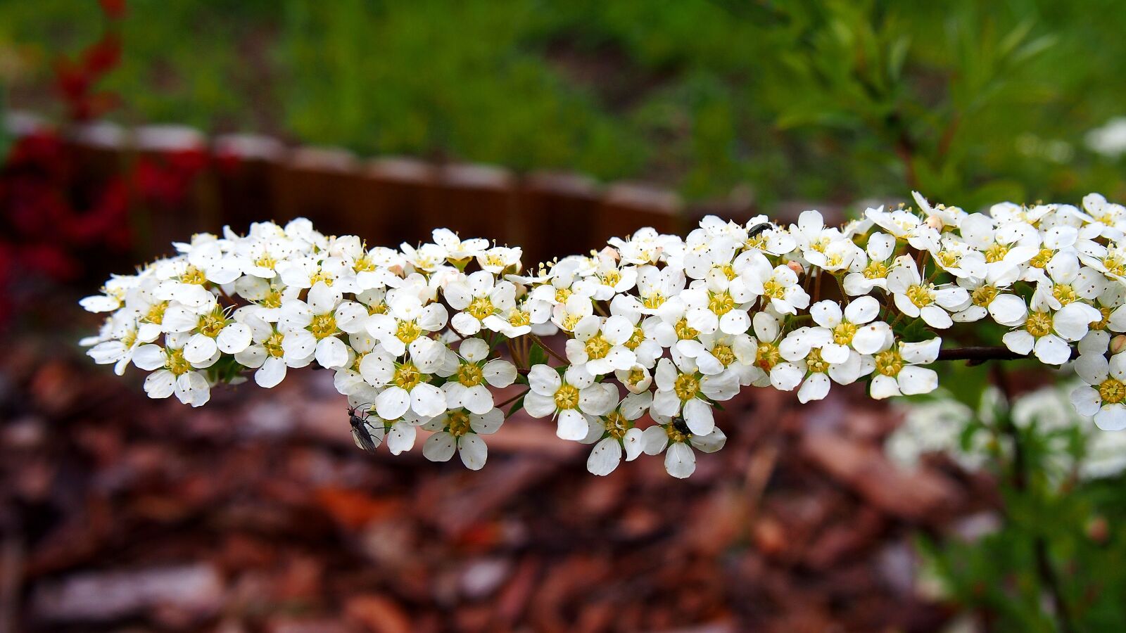 Olympus PEN E-PL6 sample photo. Tawuła, flowers, blooms photography