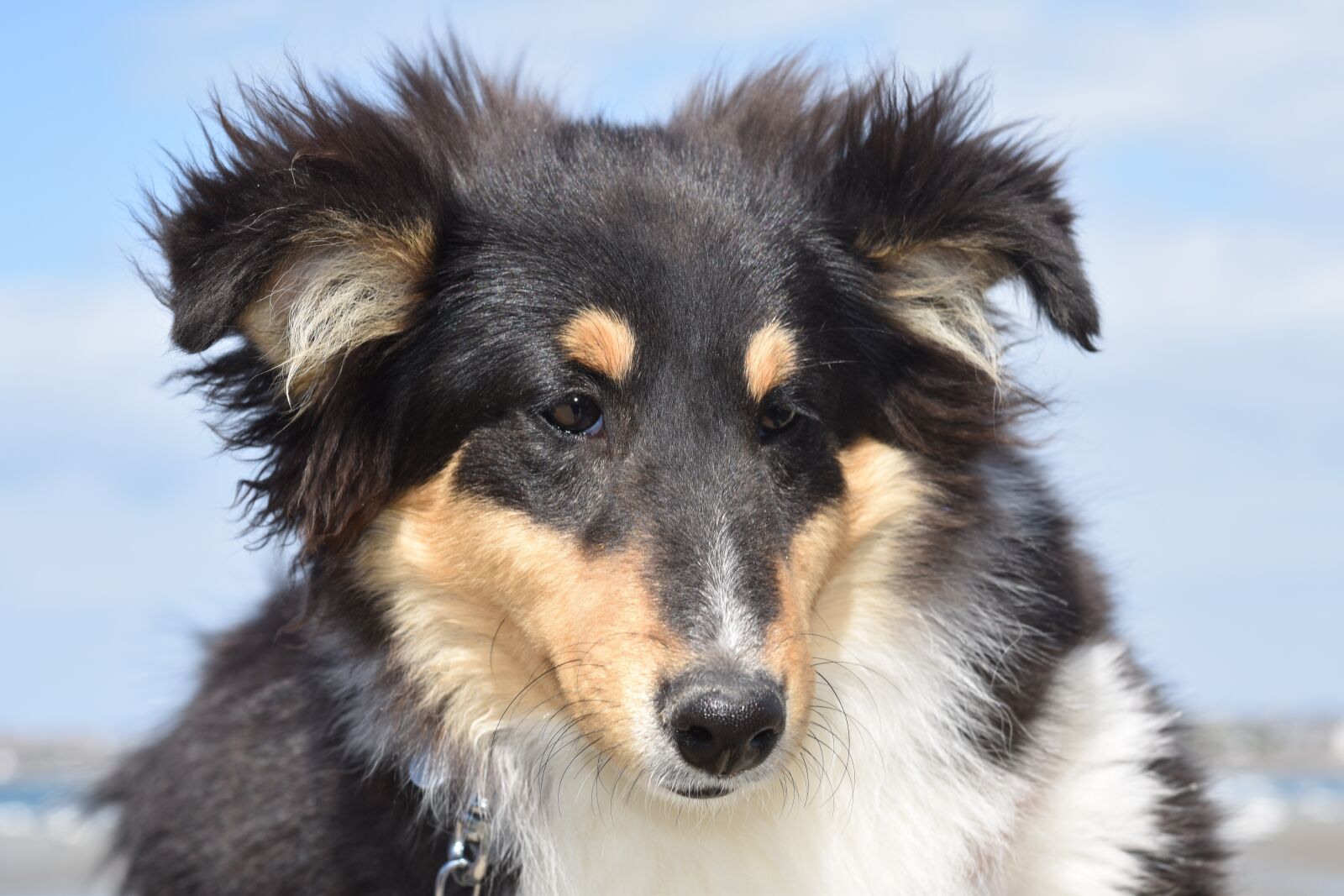 Nikon D5600 sample photo. Dog, dog shetland sheepdog photography