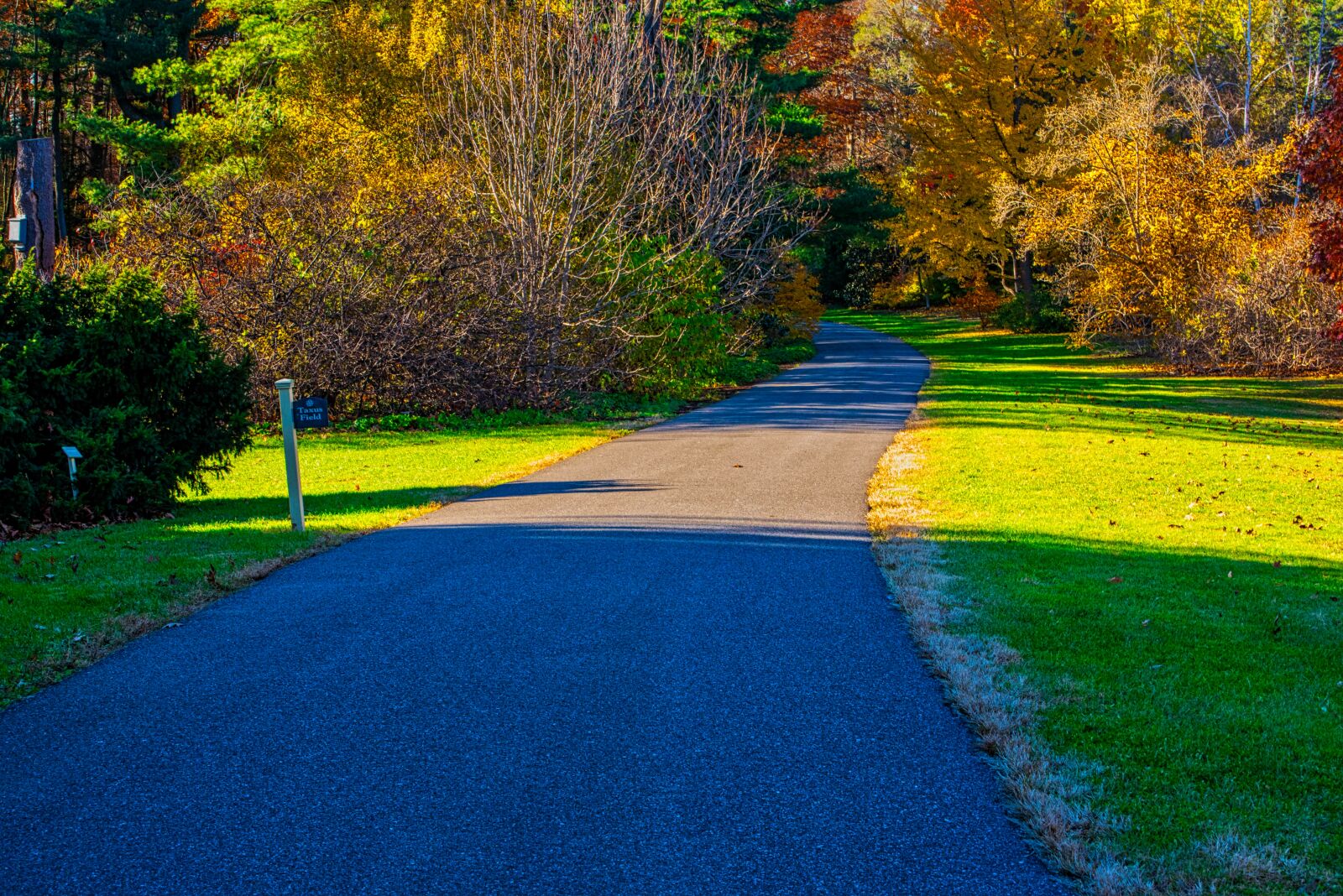 Nikon D750 sample photo. Autumn, trees, path photography