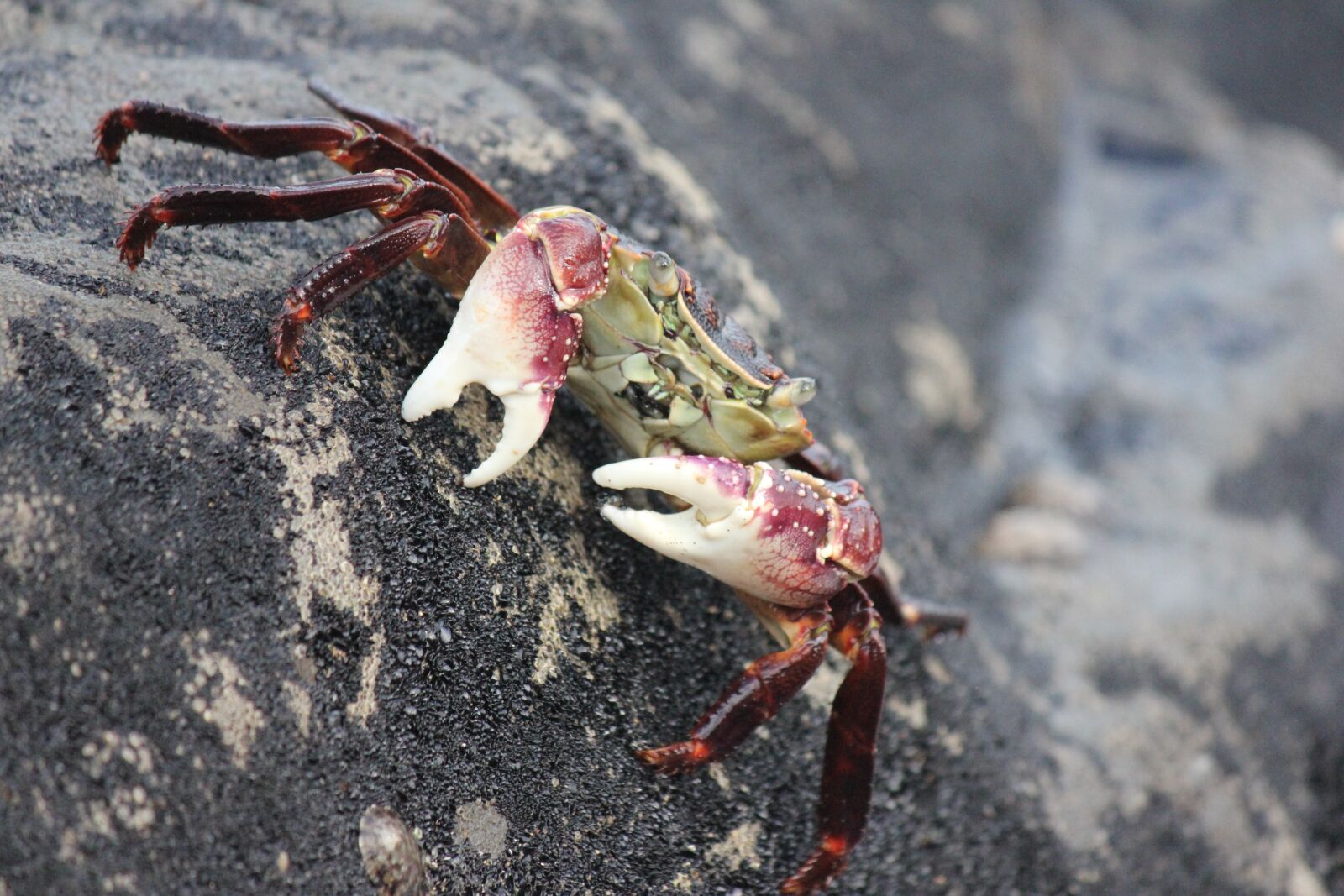 Canon EOS 550D (EOS Rebel T2i / EOS Kiss X4) sample photo. Crab, seafood, lobster photography