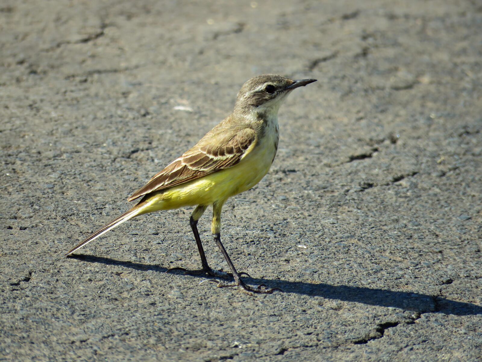 Canon PowerShot SX60 HS sample photo. Yellow wagtail, yellow, bird photography