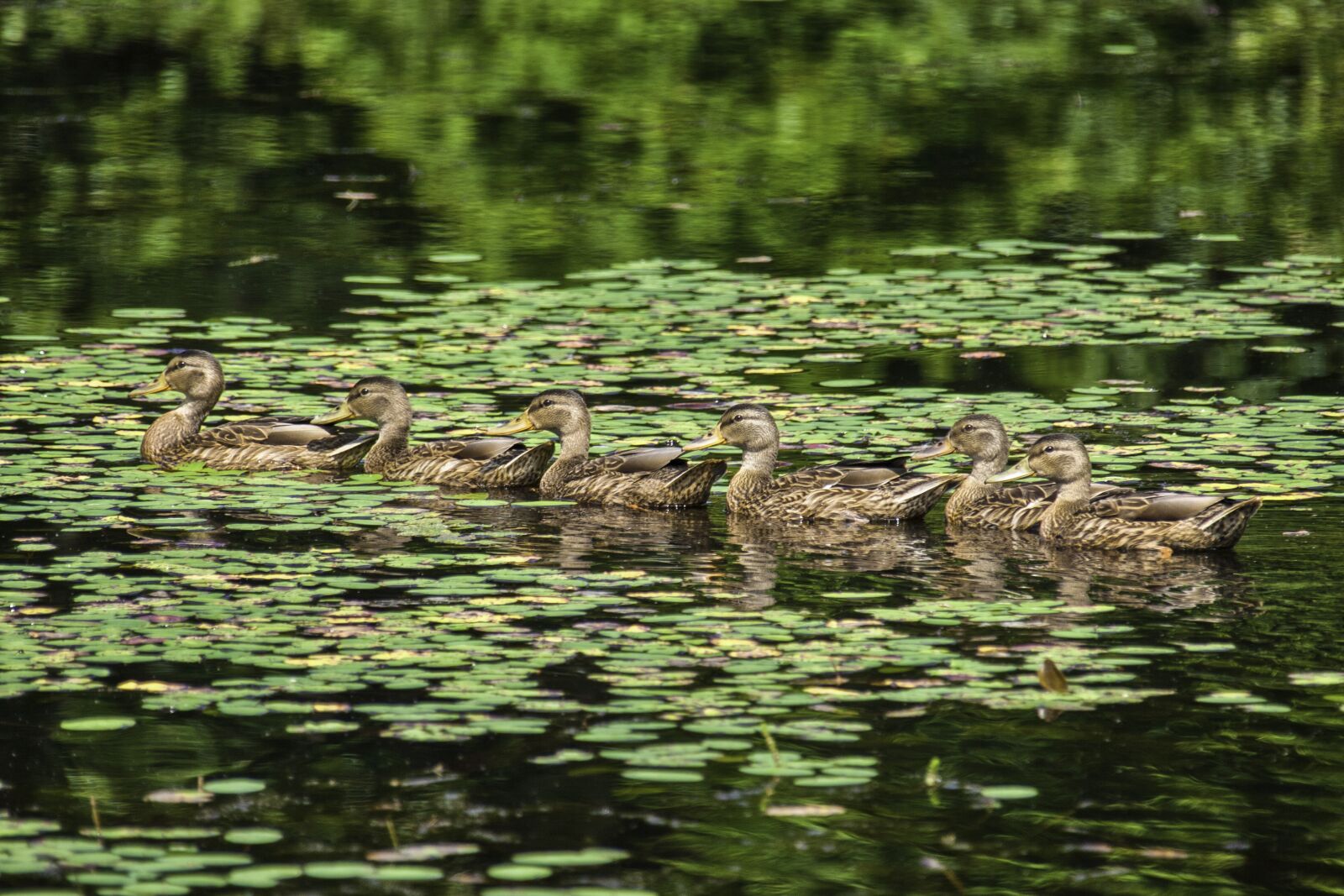 Canon EOS 5D Mark II + Canon EF 28-300mm F3.5-5.6L IS USM sample photo. Duck, goose, wate photography