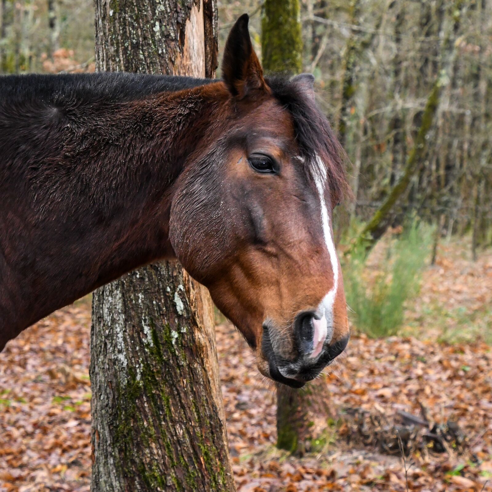 Nikon D500 sample photo. Horse, forest, head photography