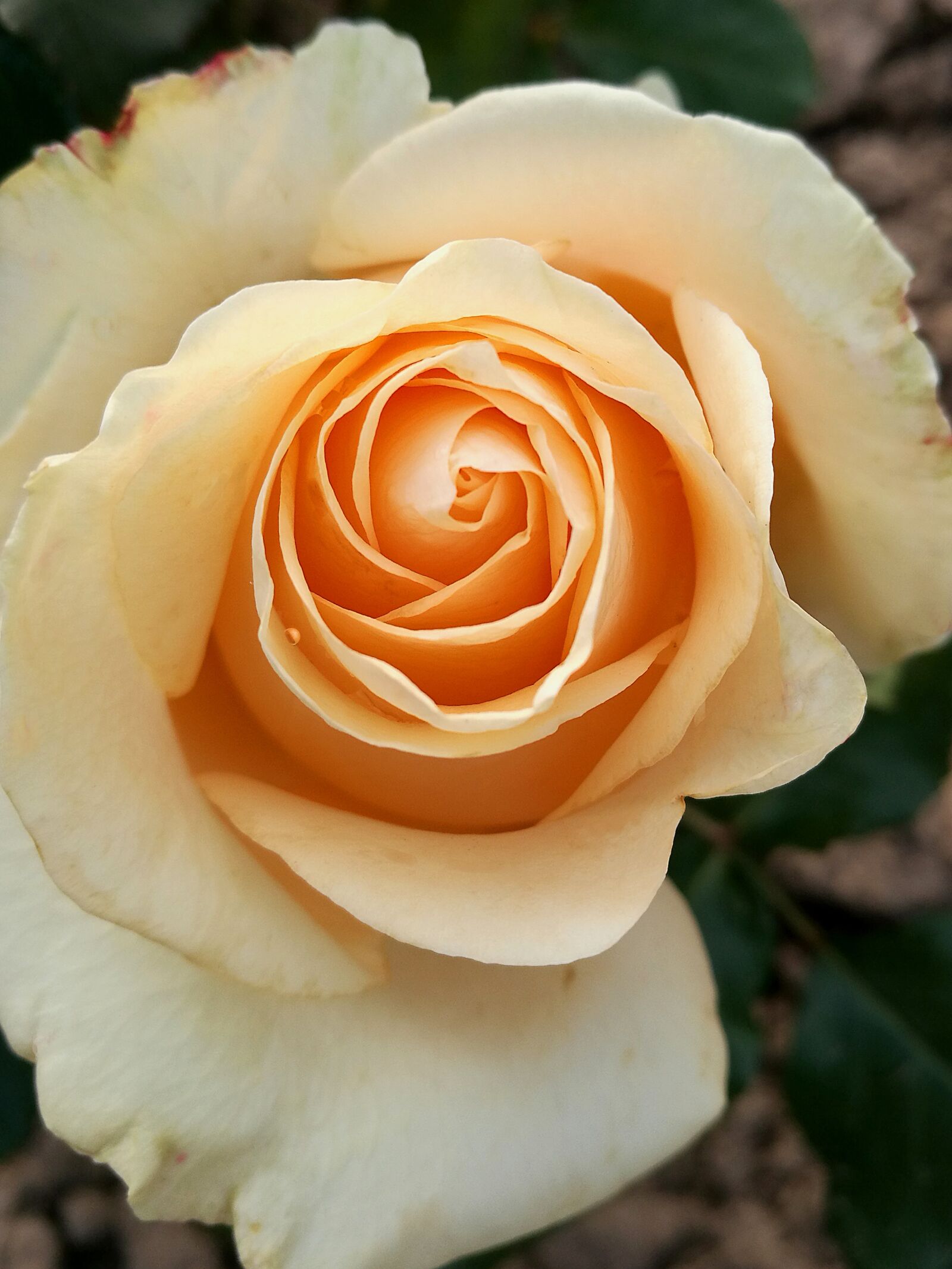 HUAWEI P9 sample photo. Rose, macro, tea rose photography