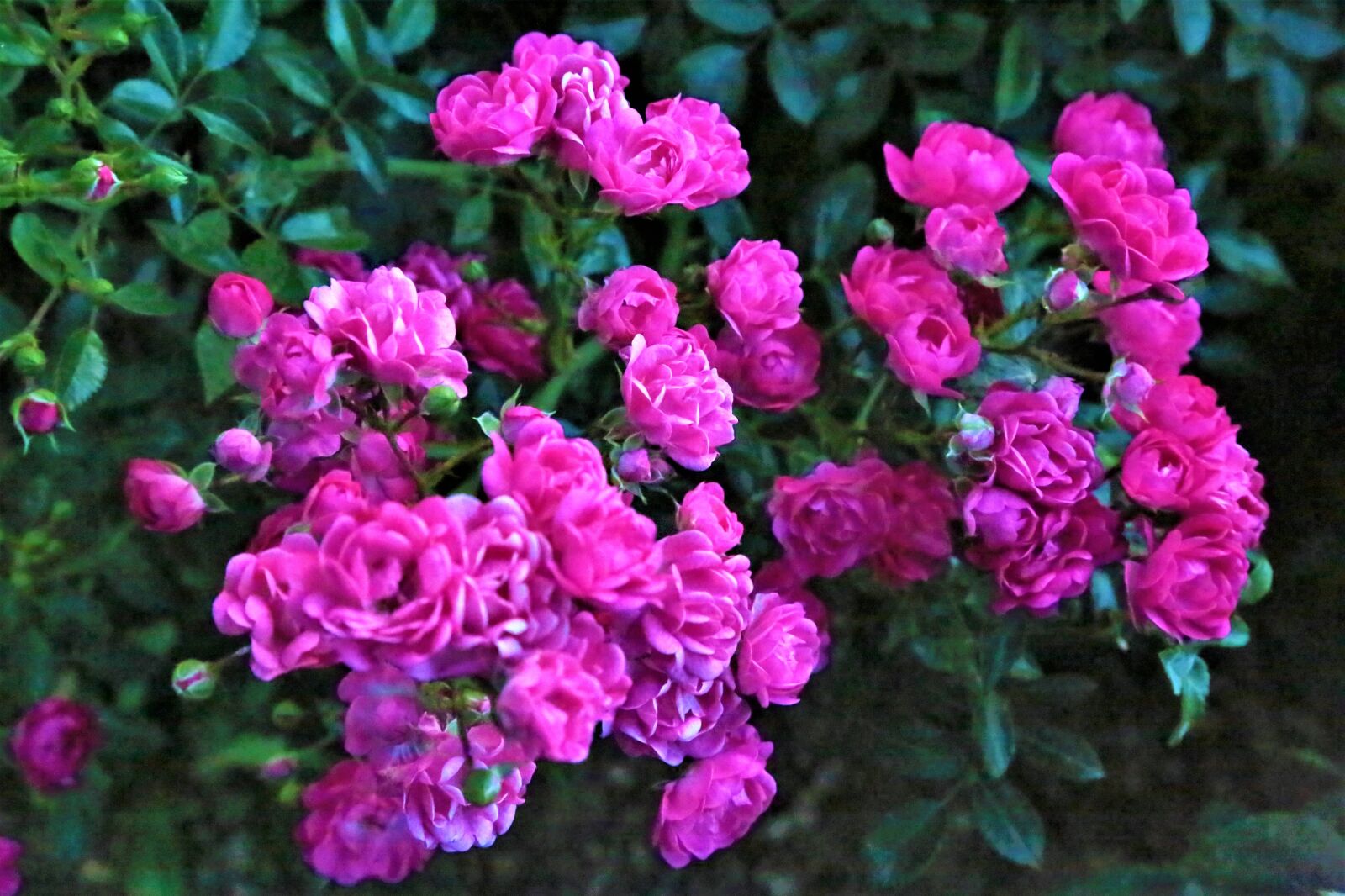 Canon EF 24-105mm F4L IS USM sample photo. Flowers, roses, plant photography