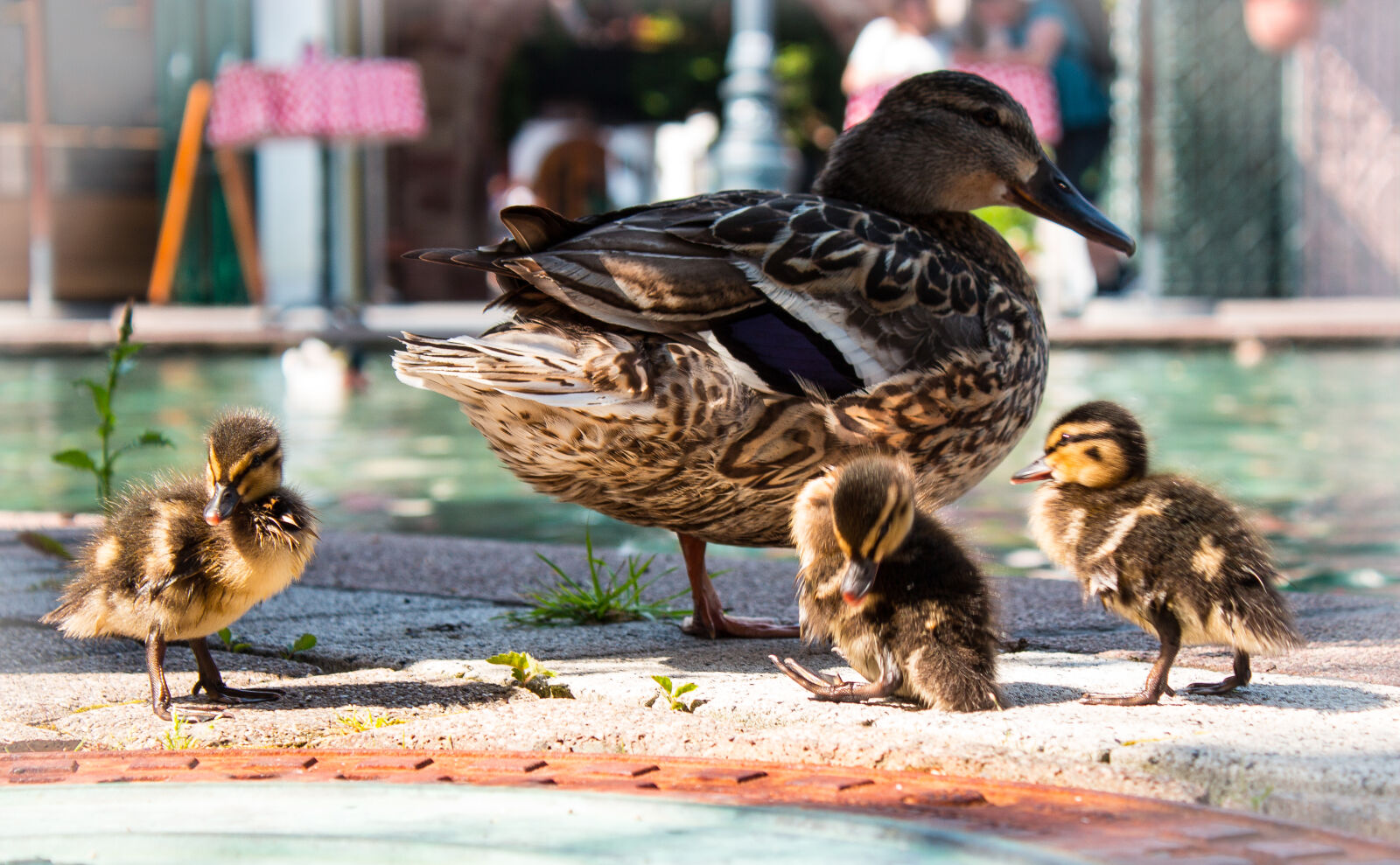 Canon EOS 600D (Rebel EOS T3i / EOS Kiss X5) sample photo. Chicks, duck, ducklings, mother photography