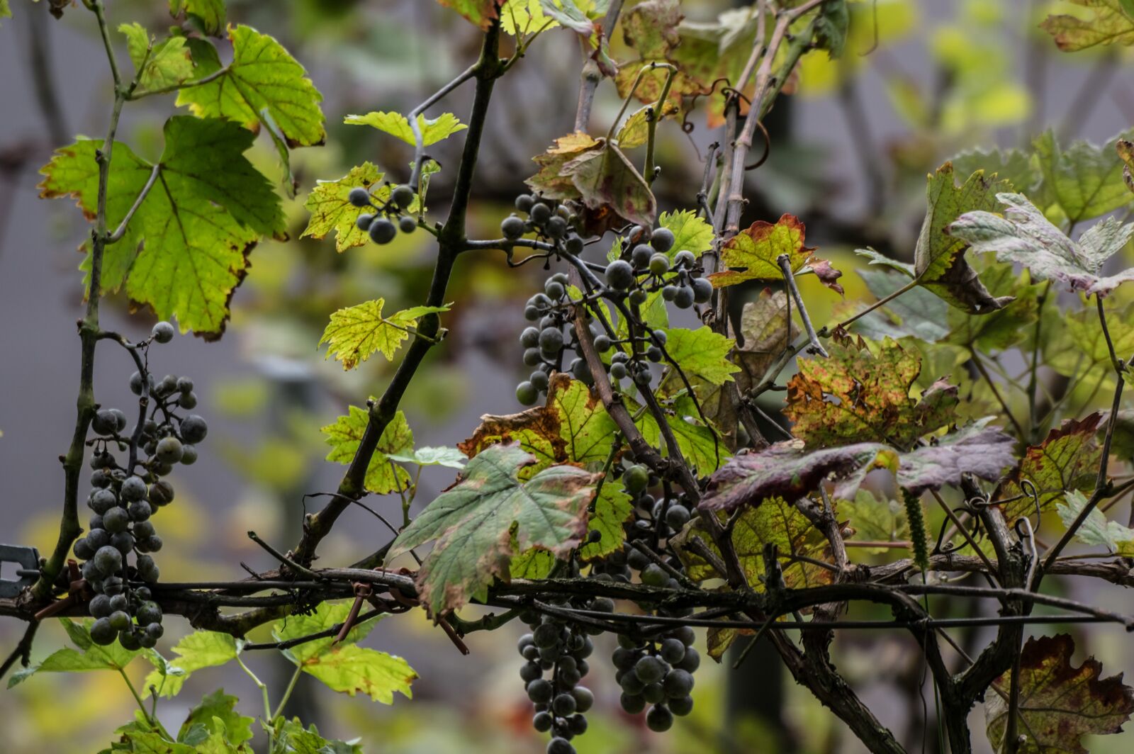 Pentax K-3 sample photo. Grapes, fruit, winegrowing photography