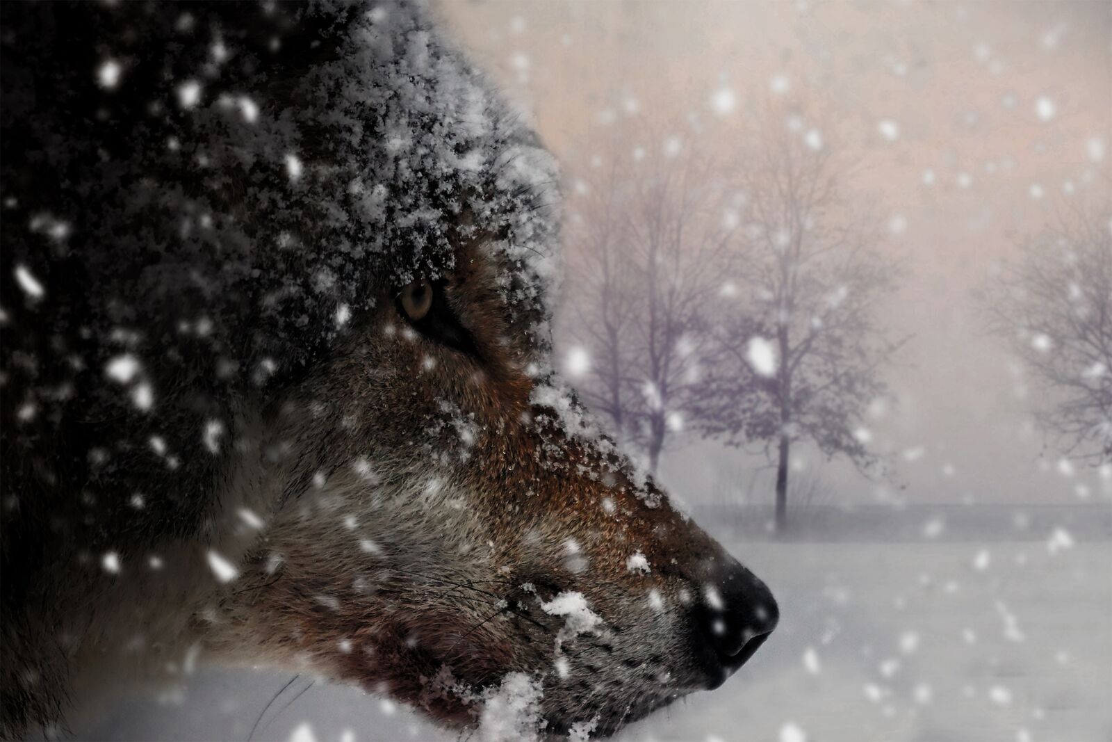 Canon EOS 70D sample photo. Wolf, animal, mammal photography