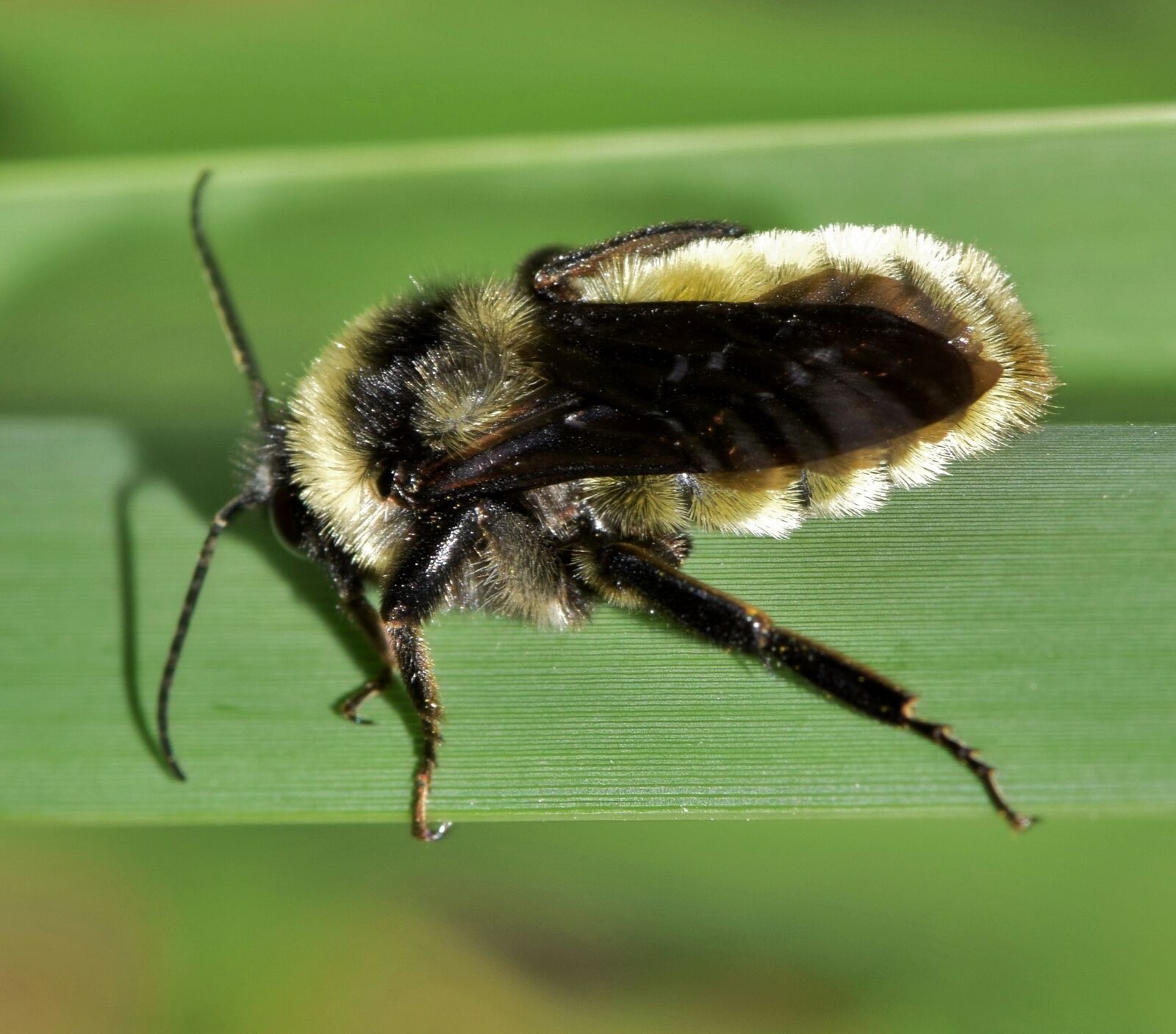 Nikon D5300 sample photo. Bee, bumblebee, insect photography