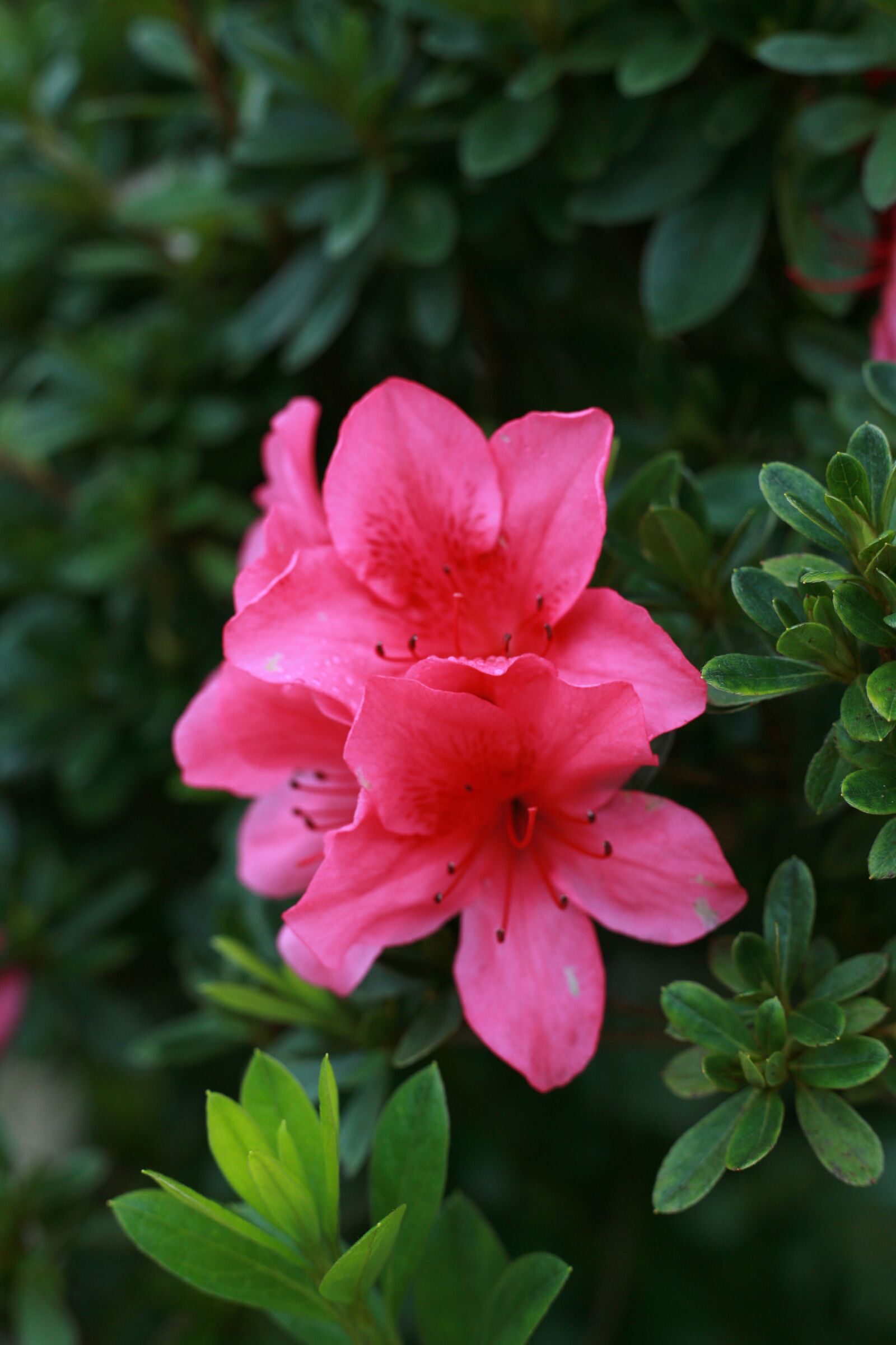 Canon EOS 5D sample photo. Flowers, nature, spring photography