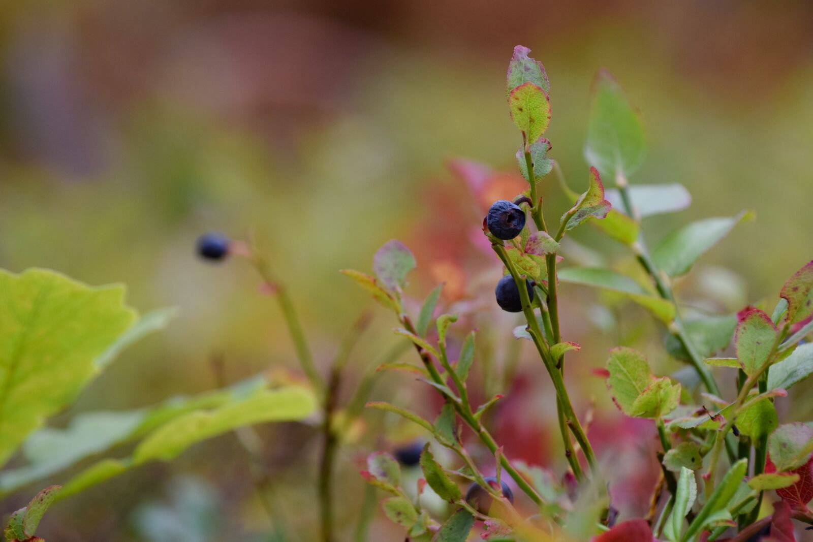 Nikon D3300 sample photo. Blueberries, forest, nature photography