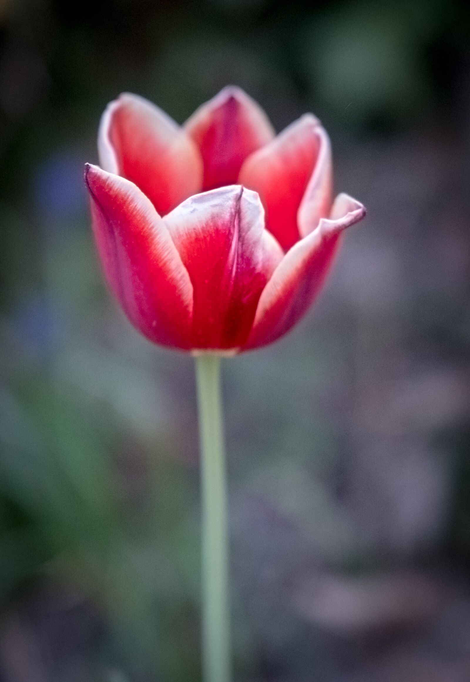 Fujifilm XF 16-55mm F2.8 R LM WR sample photo. Nature, flower, plant photography