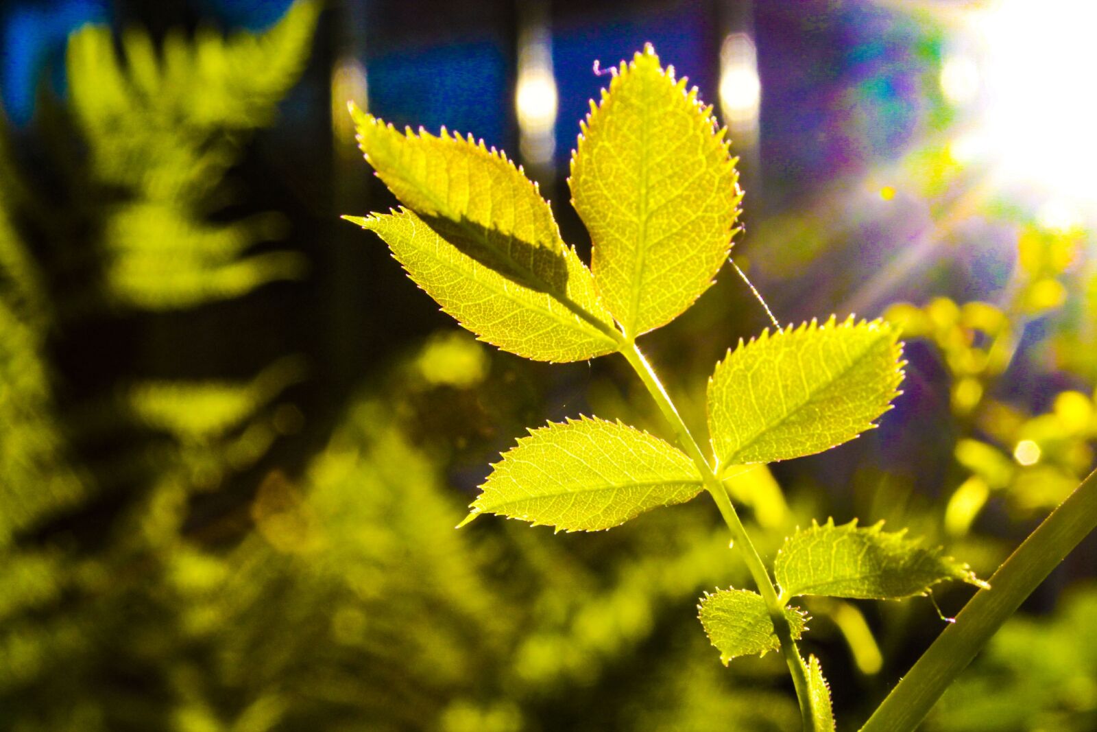 Canon EF-S 18-55mm F3.5-5.6 IS sample photo. Nature, leaves, green photography