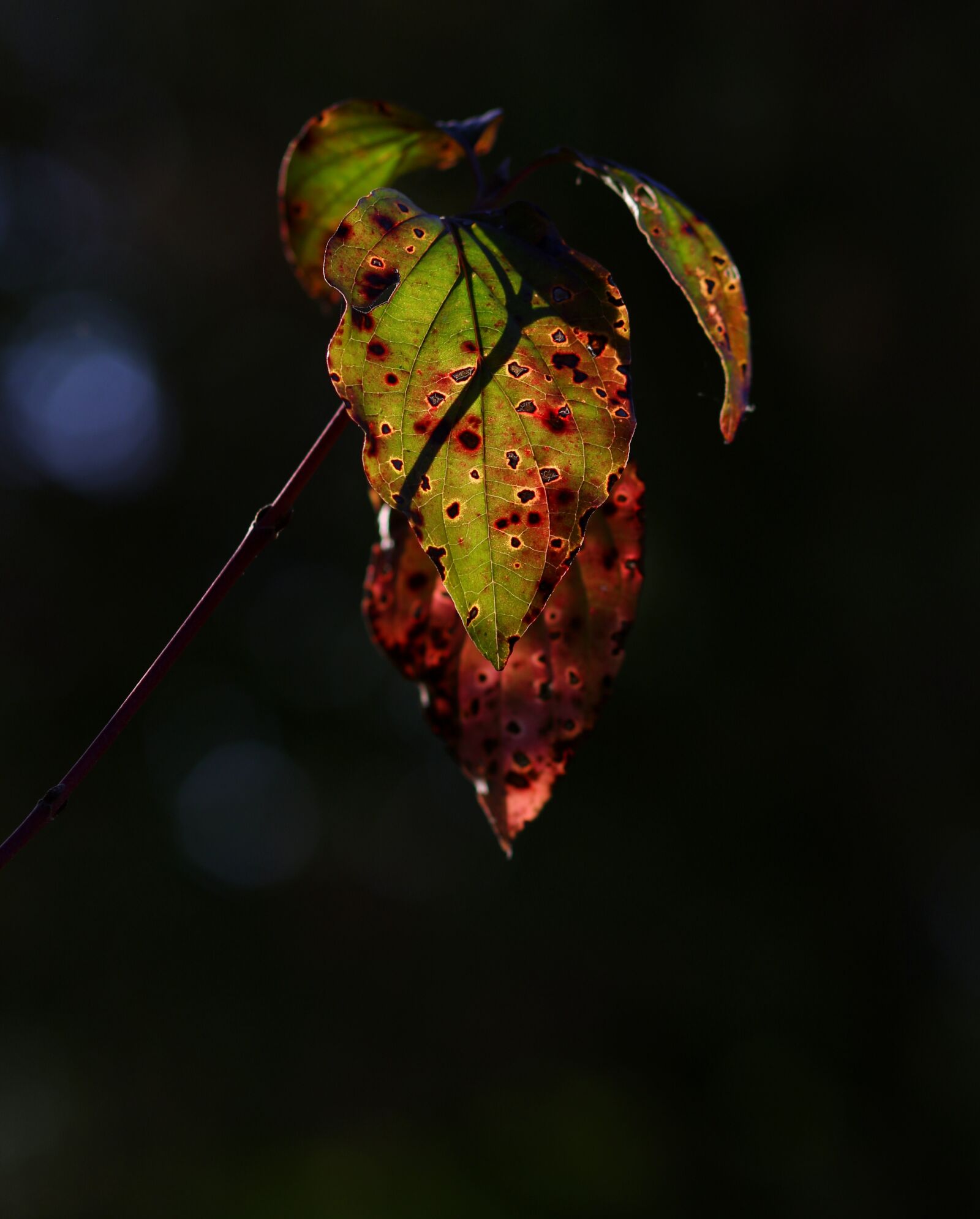 Canon EOS 7D Mark II + Canon EF 85mm F1.8 USM sample photo. Leaves, red, yellow photography