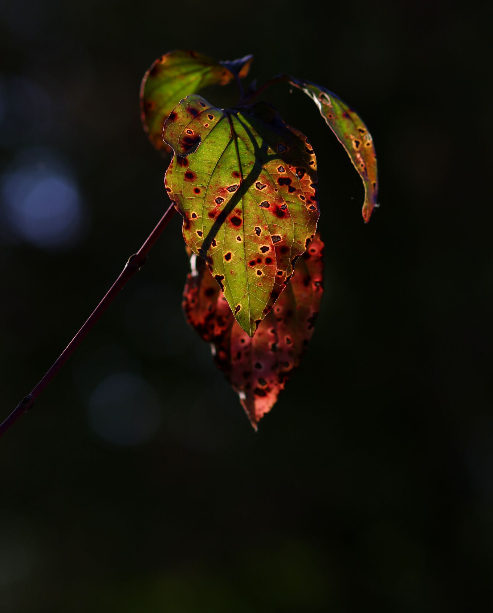 Canon EF 85mm F1.8 USM sample photo. Leaves, red, yellow photography