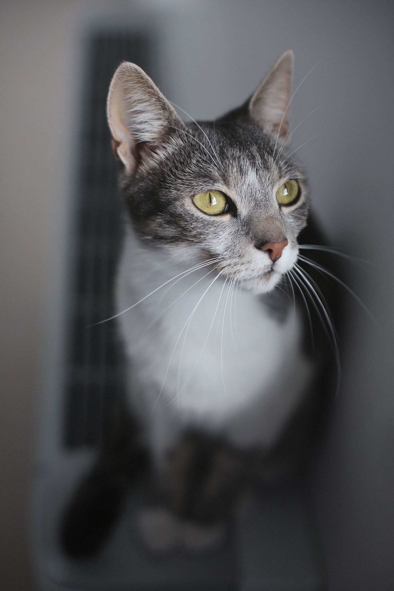 Canon EF 50mm F1.4 USM sample photo. Close-up, kitty, whiskers, nose photography