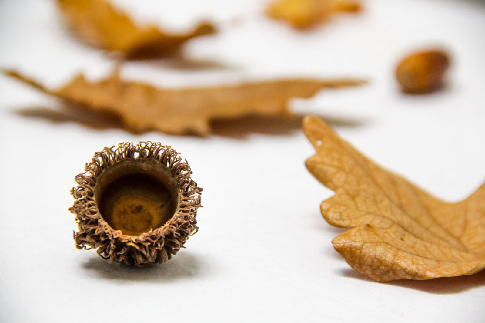 Canon EF-S 18-135mm F3.5-5.6 IS sample photo. Close, up, of, nuts photography