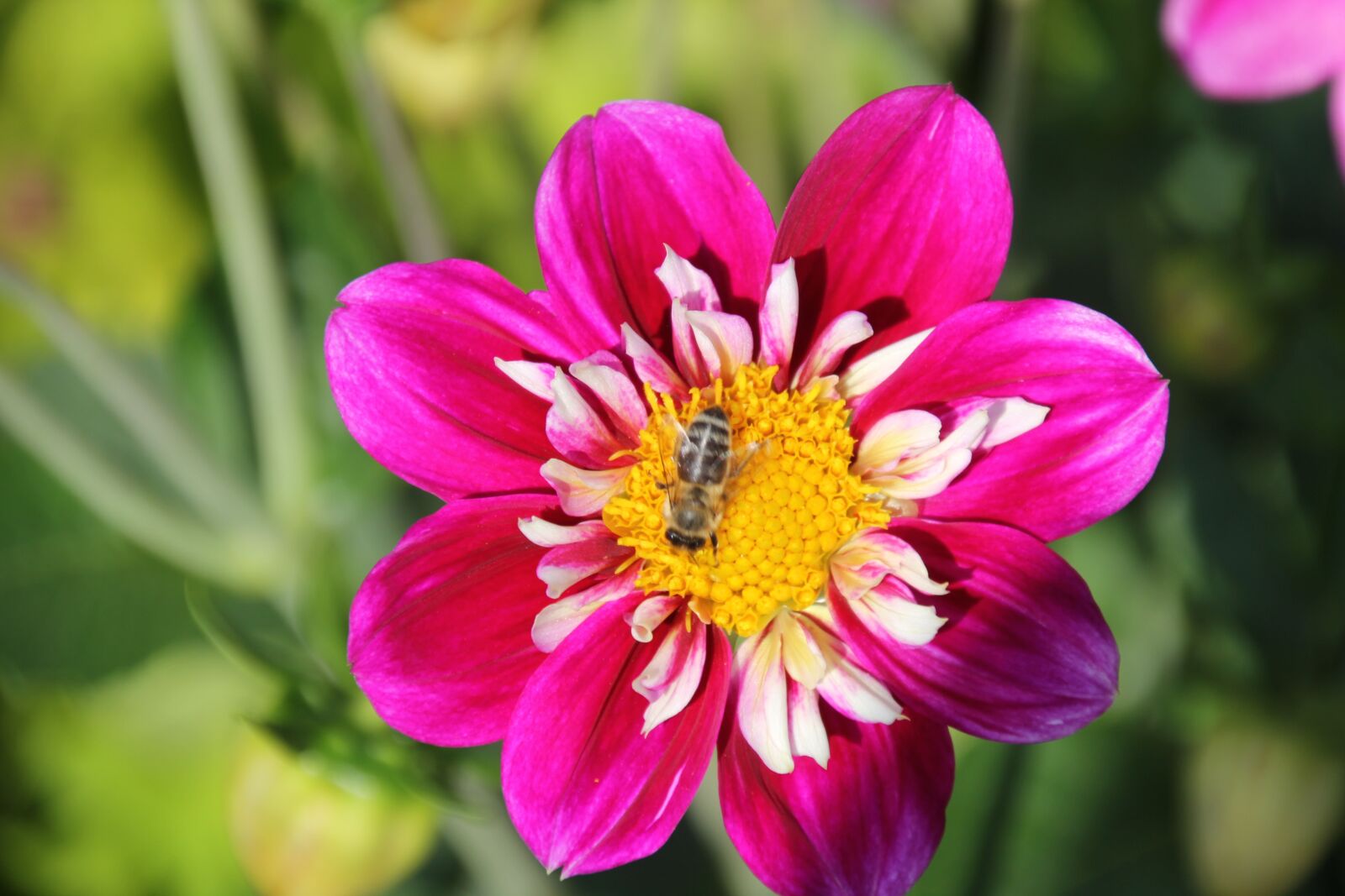 Canon EOS 60D sample photo. Dahlia, blossom, bloom photography