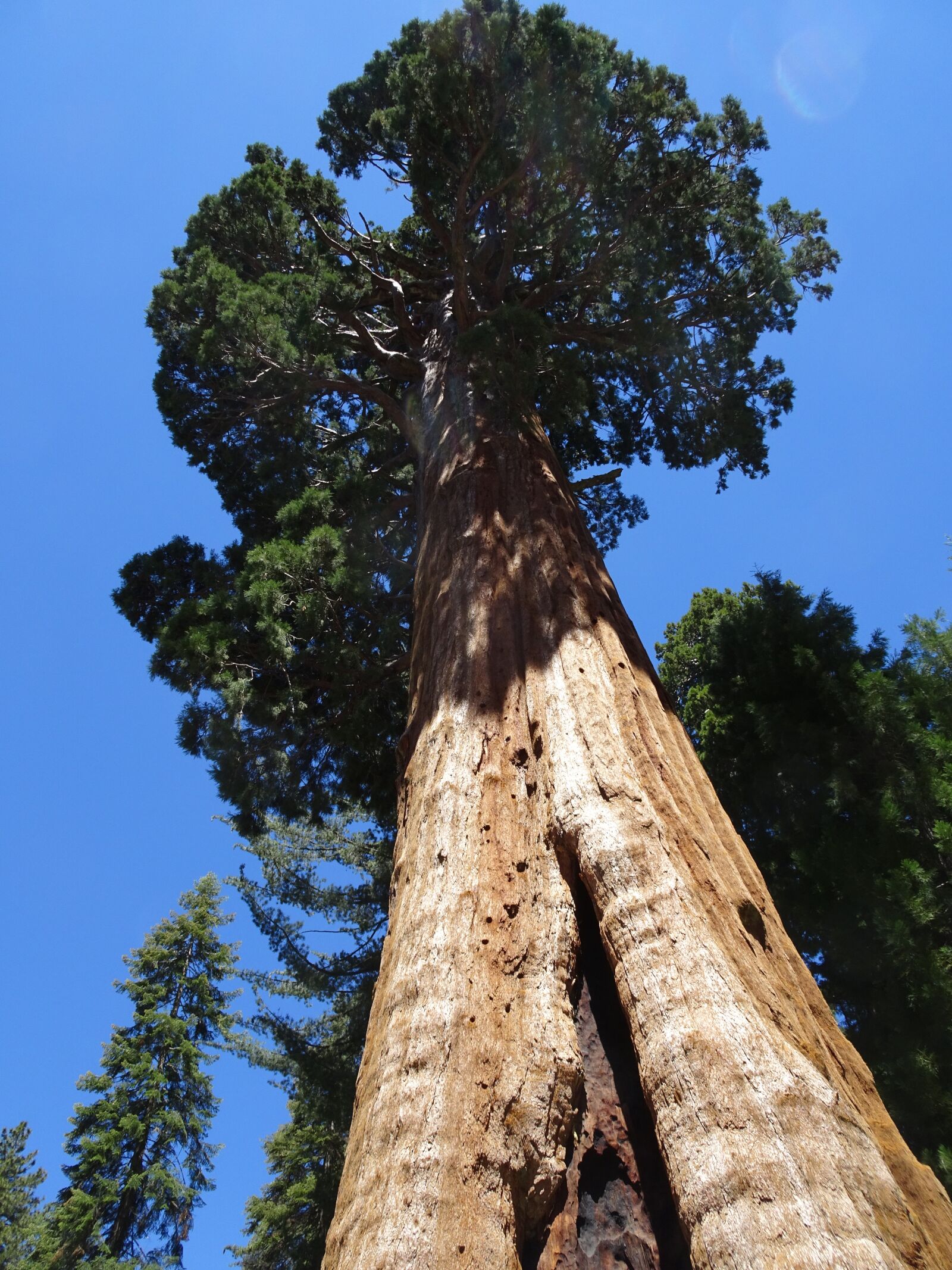 Sony Cyber-shot DSC-HX90V sample photo. Sequoia, sequoia national forest photography