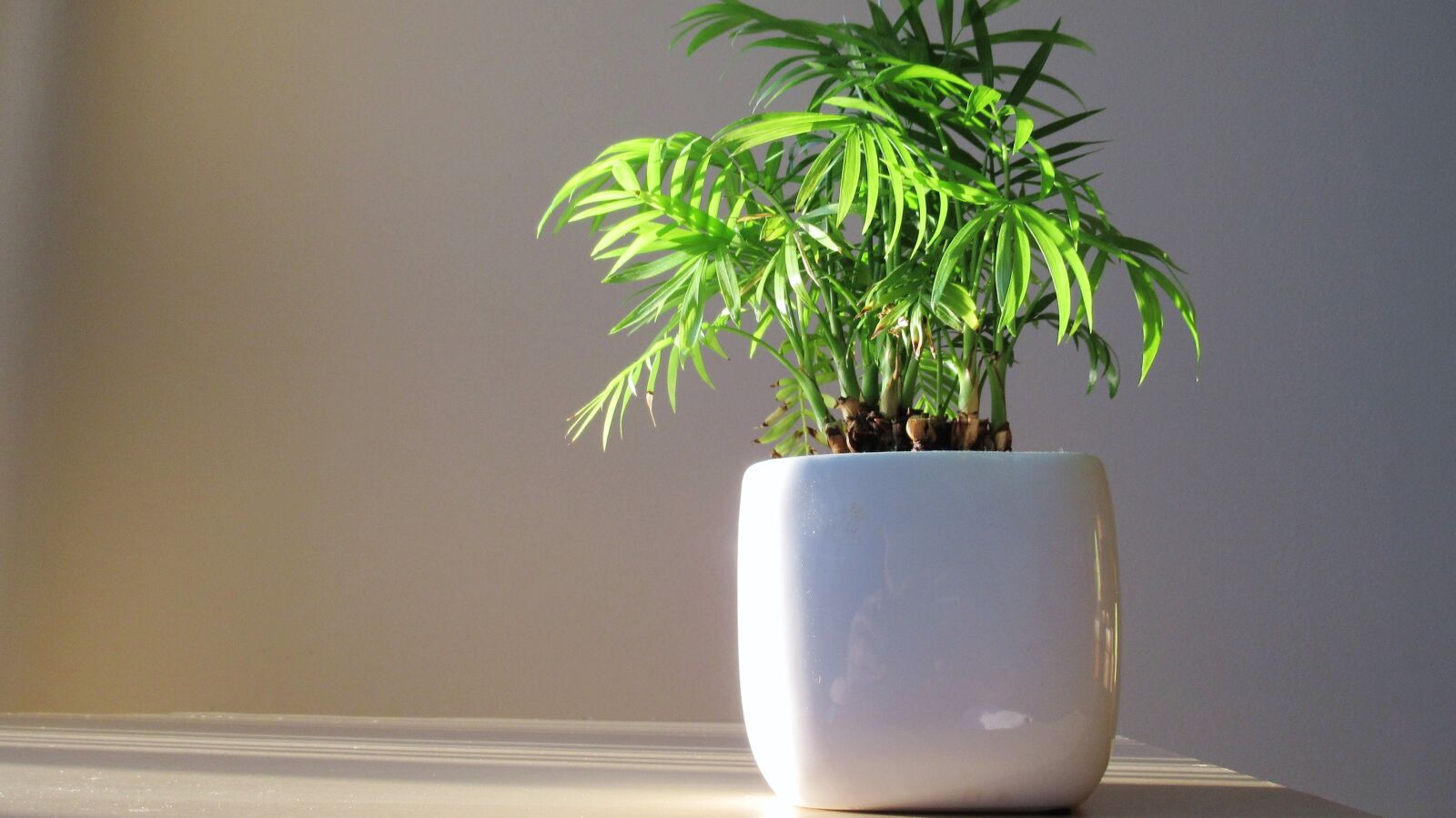Canon PowerShot SX620 HS sample photo. Bamboo, plant, green photography