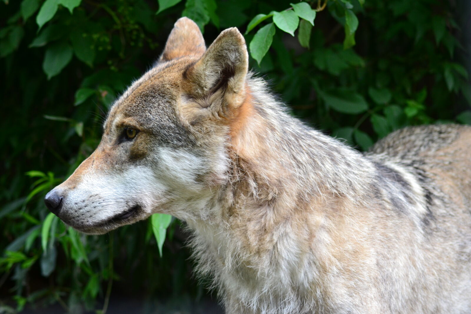 Nikon D3100 sample photo. Close, up, view, forest photography