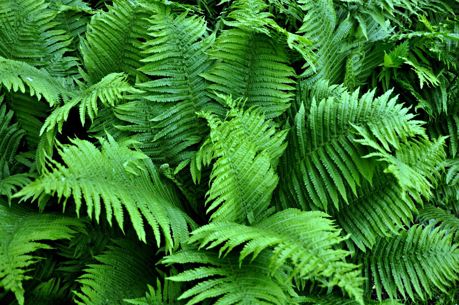 Nikon D90 sample photo. Fern, plant, growth photography