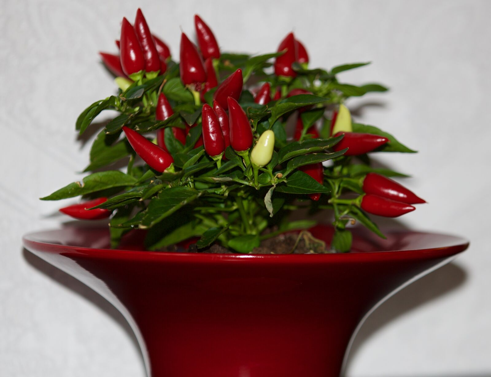 Canon EOS 5D Mark III sample photo. Chili pepper, red, plant photography