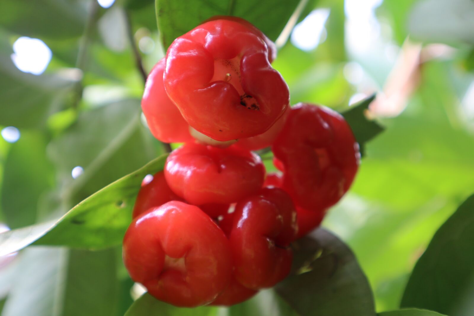Canon EF-M 15-45mm F3.5-6.3 IS STM sample photo. Eugenia, red, garden photography