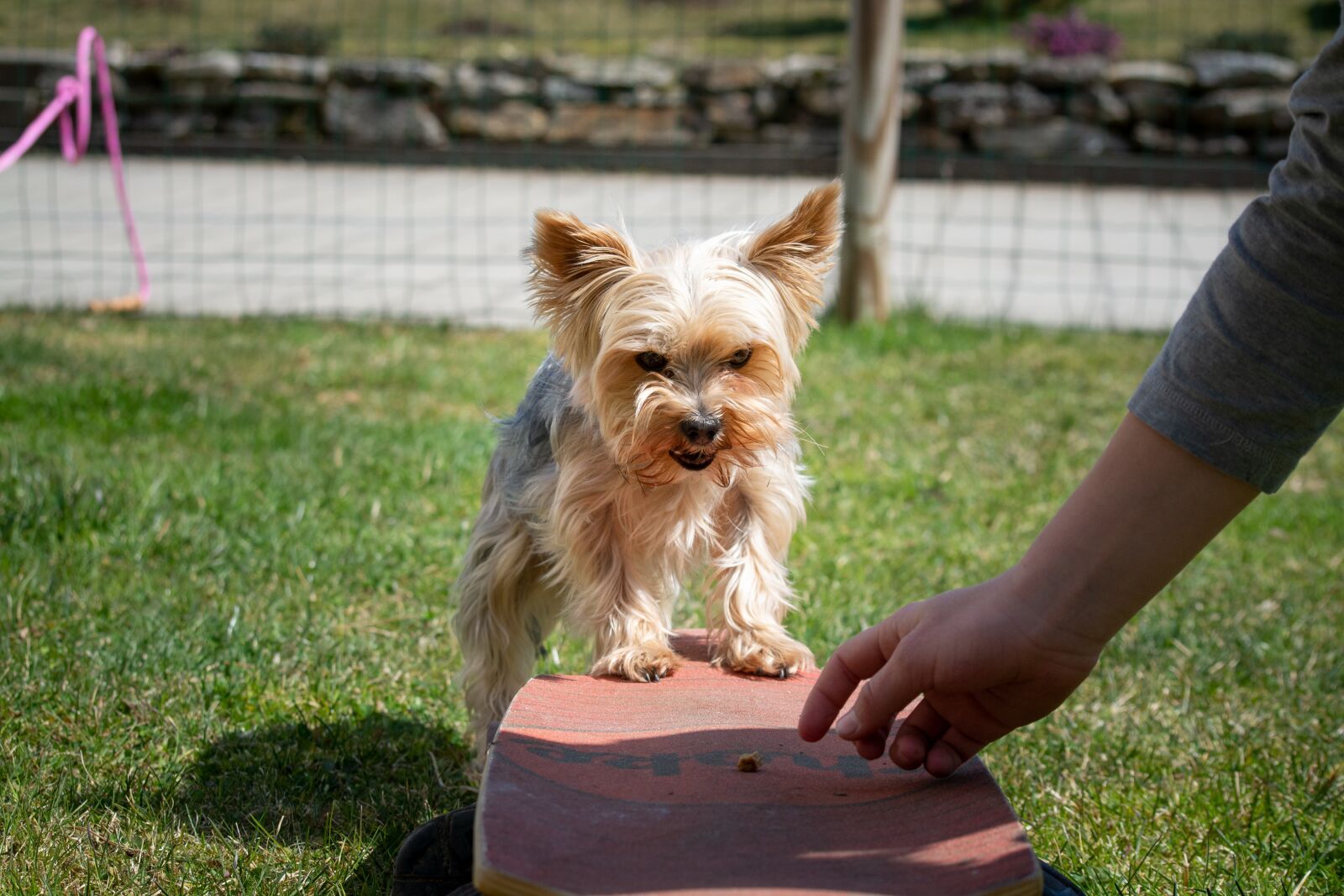 Nikon D7100 sample photo. Dog, small, education photography