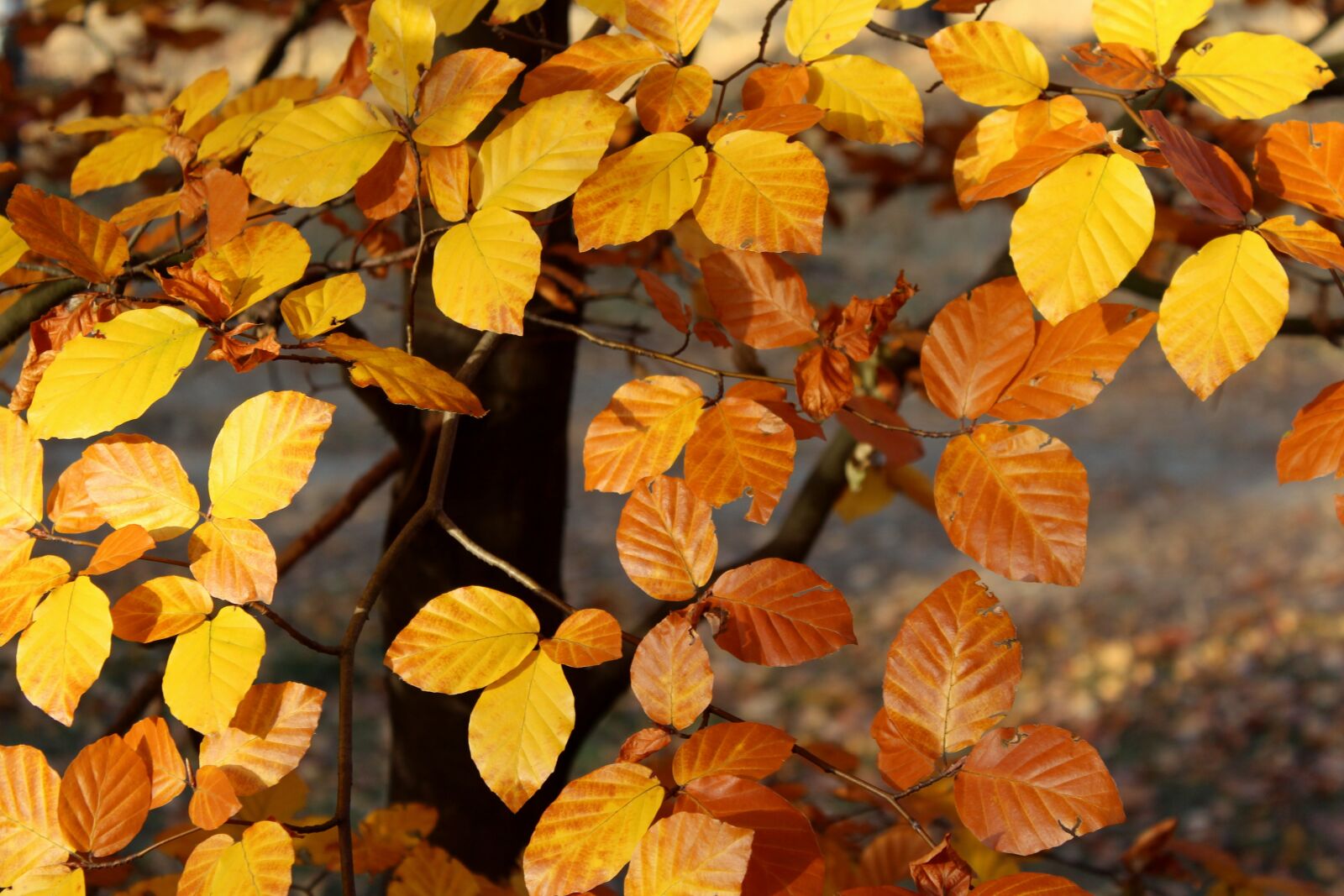 Canon EOS 1200D (EOS Rebel T5 / EOS Kiss X70 / EOS Hi) sample photo. Yellow leaves, beech, autumn photography