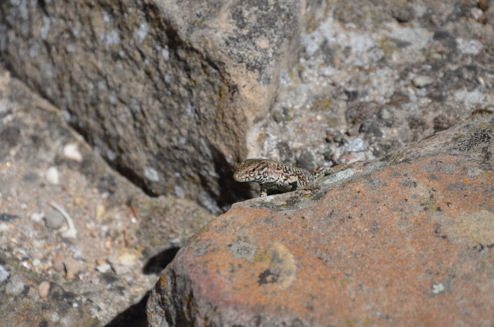 Nikon D5100 sample photo. Lizard, animal, stone photography