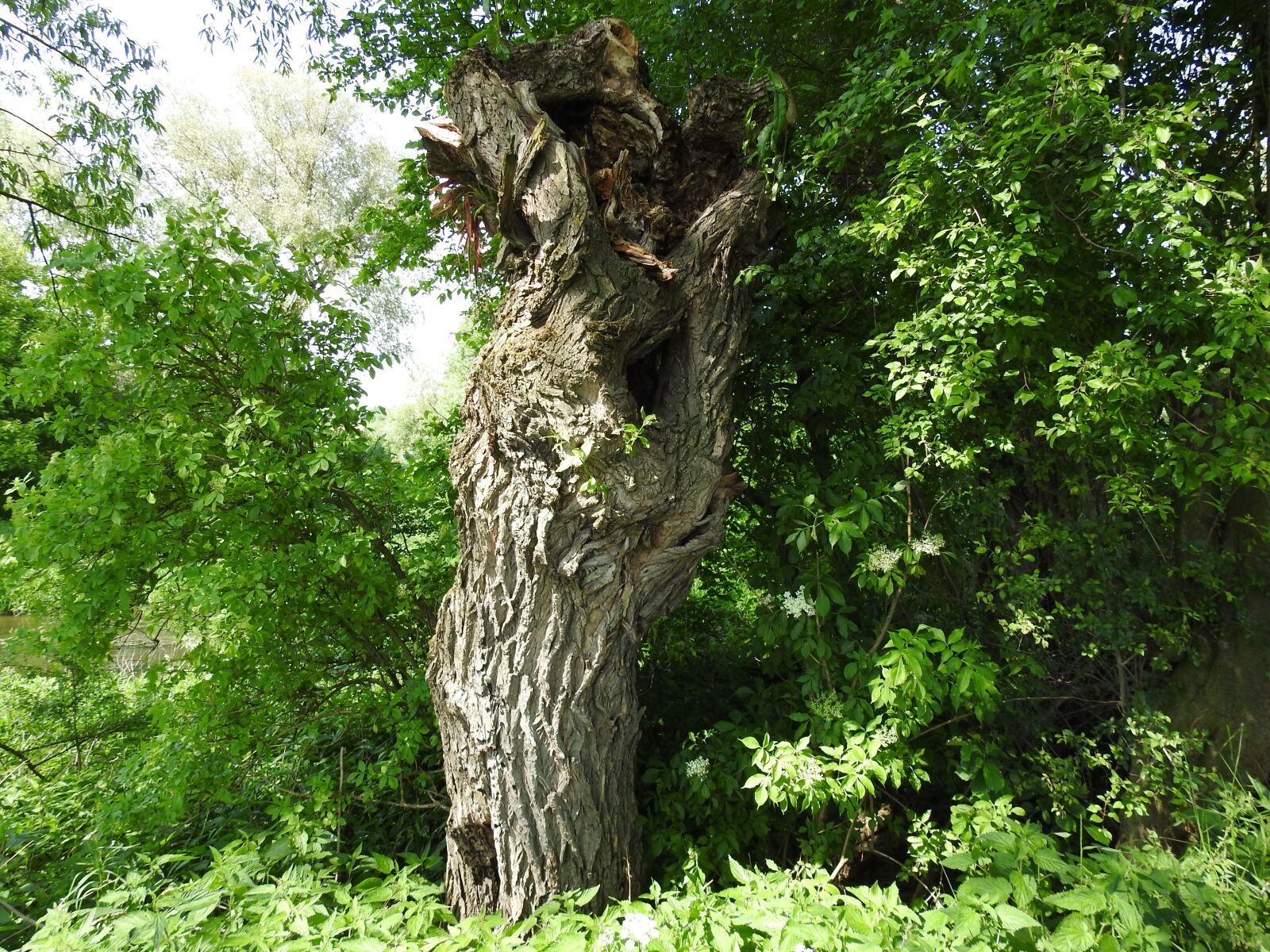 Nikon Coolpix P900 sample photo. Tree, nature, forest photography