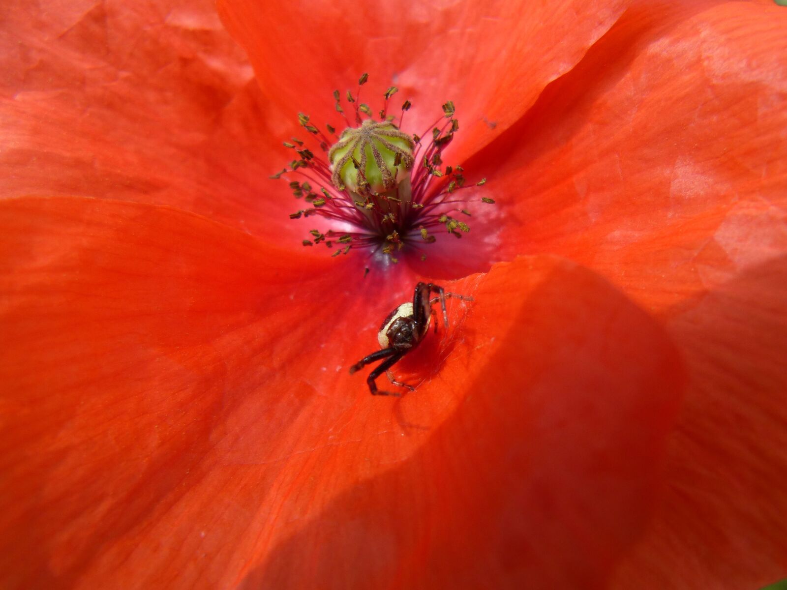 Panasonic DMC-FZ62 sample photo. Flower, poppy, petal photography