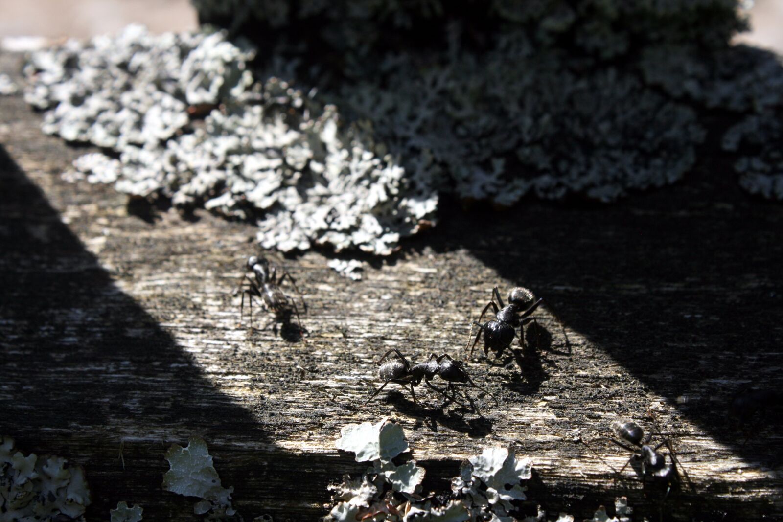 Canon EOS 400D (EOS Digital Rebel XTi / EOS Kiss Digital X) sample photo. Ants, industrious, nature photography