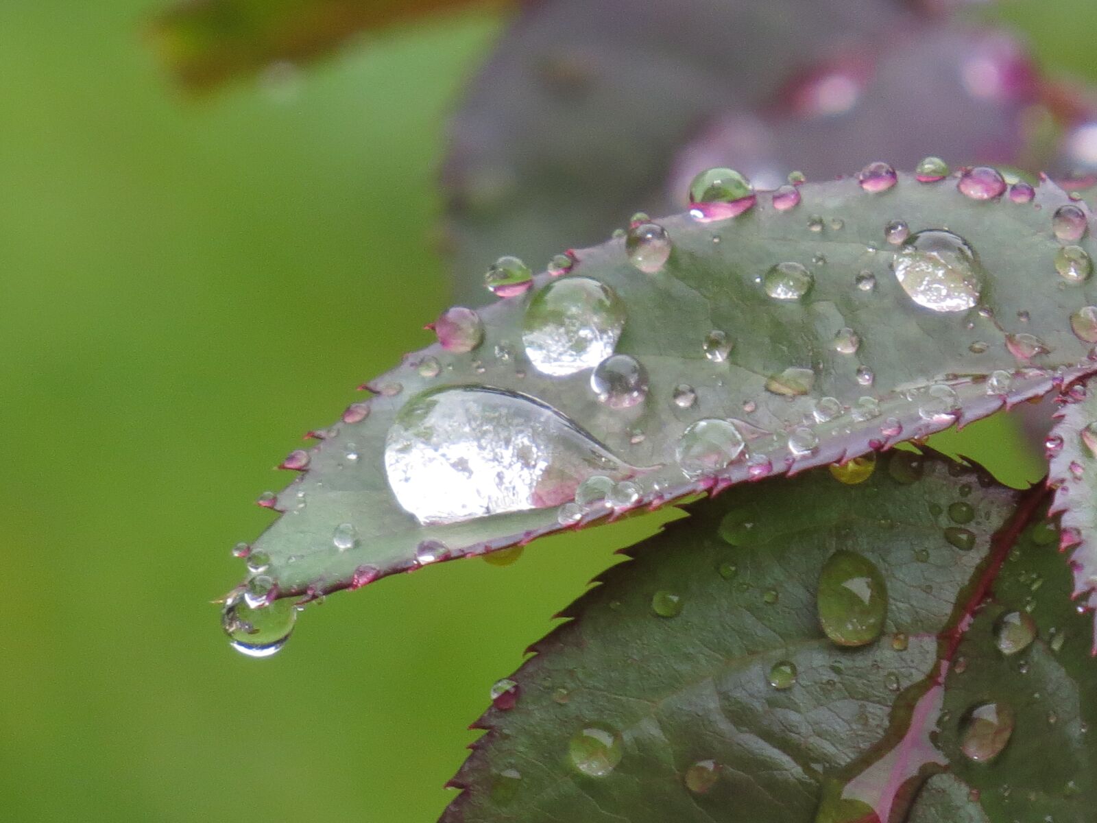 Canon PowerShot SX50 HS sample photo. Leaf, rose, drip photography