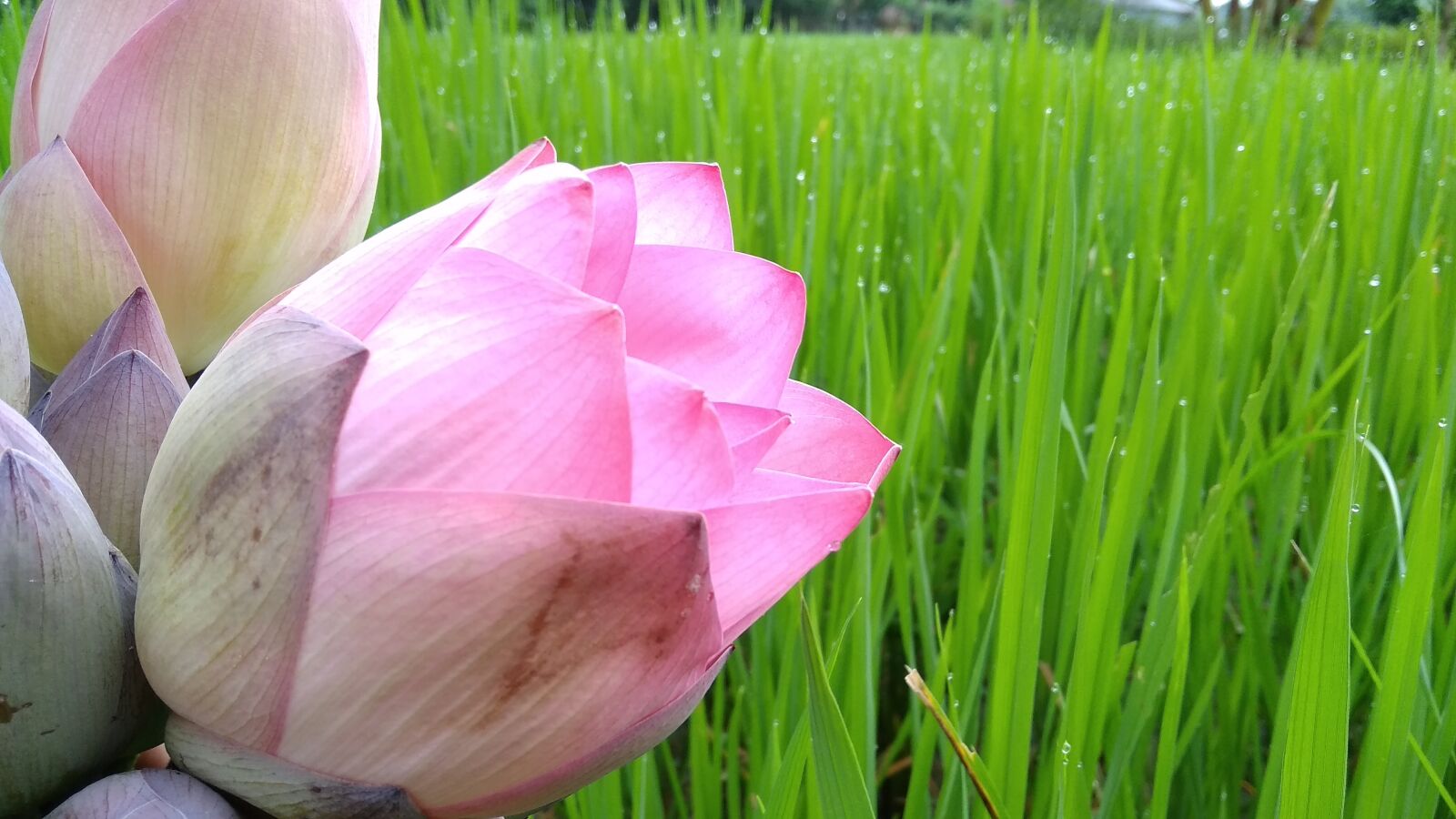 Xiaomi Redmi 5A sample photo. Water, grass, tree photography