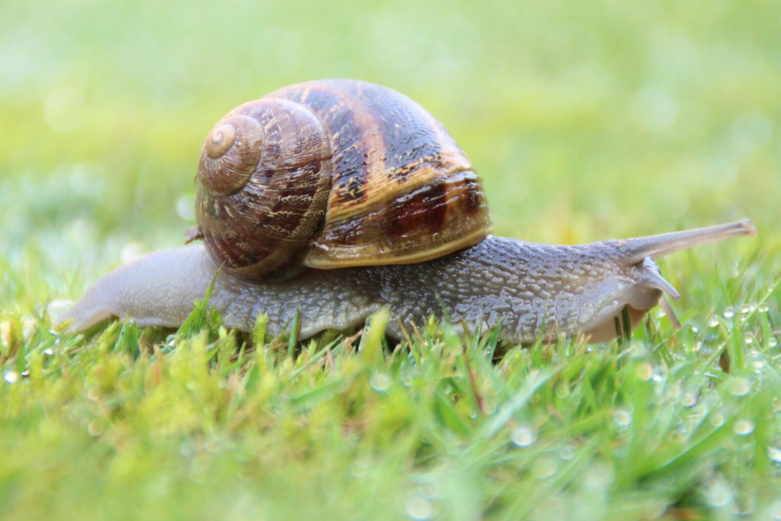 Canon EOS 600D (Rebel EOS T3i / EOS Kiss X5) sample photo. Snail, nature, grass photography