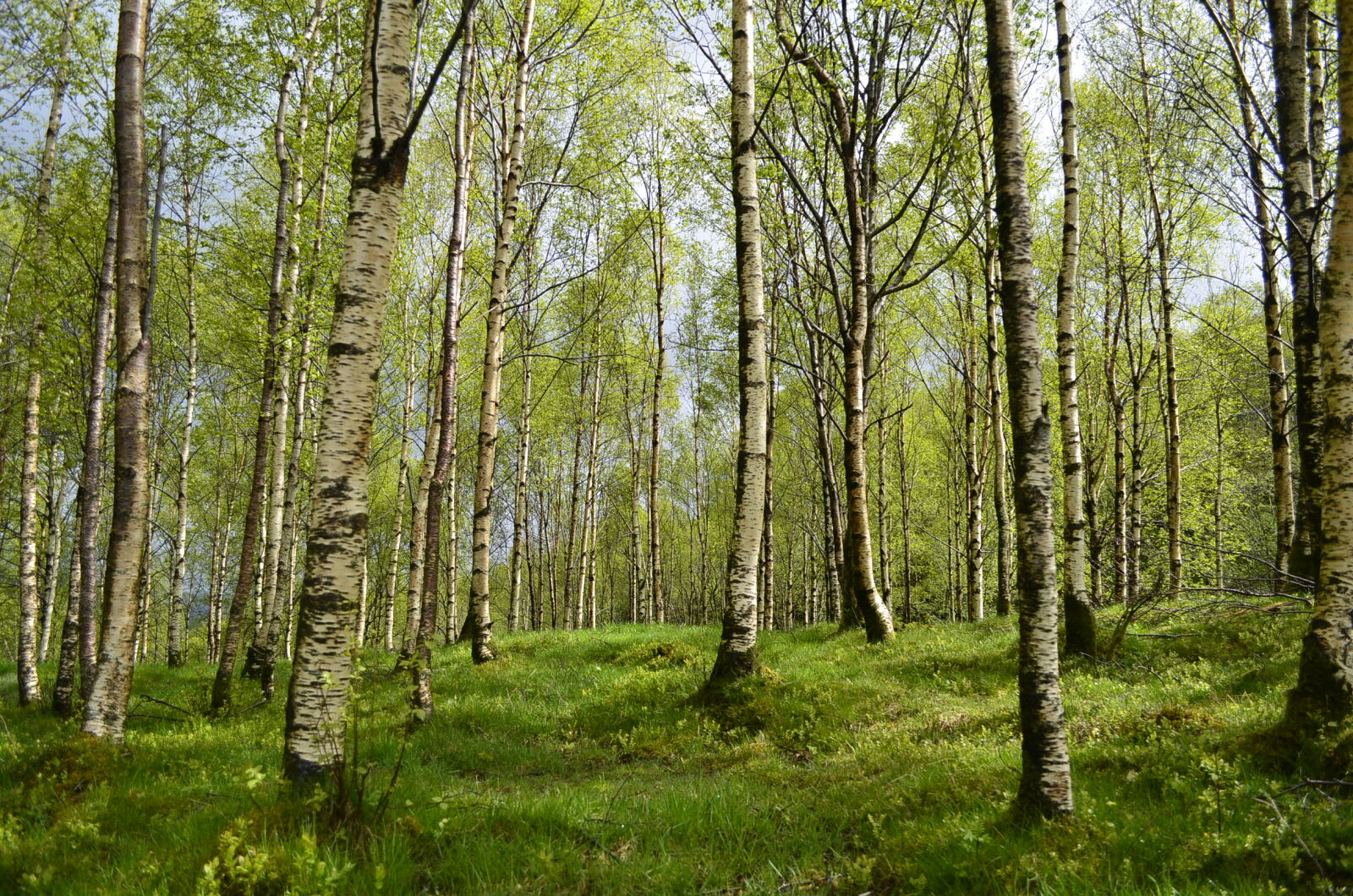 Nikon D5100 sample photo. Baumstamm, birken, entspannung, forest photography