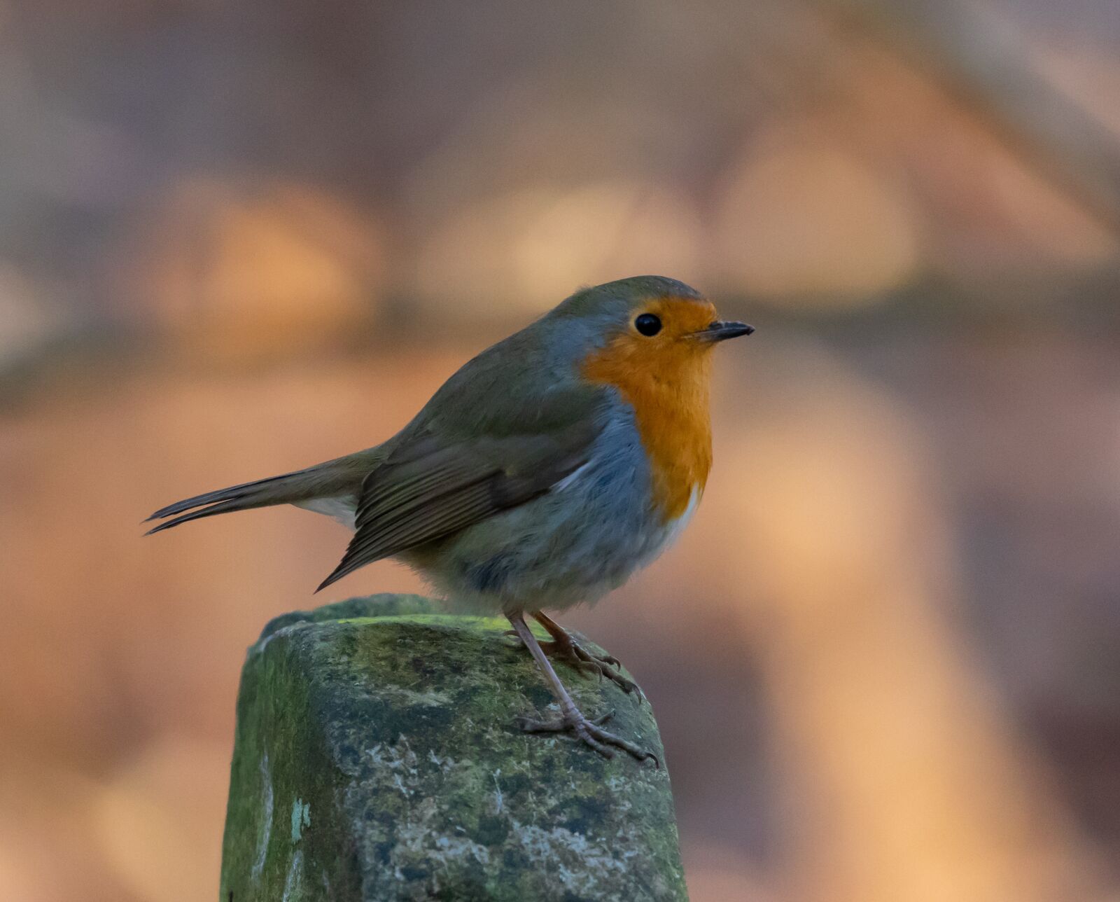 Canon EOS 7D Mark II sample photo. Robin redbreast perched on photography