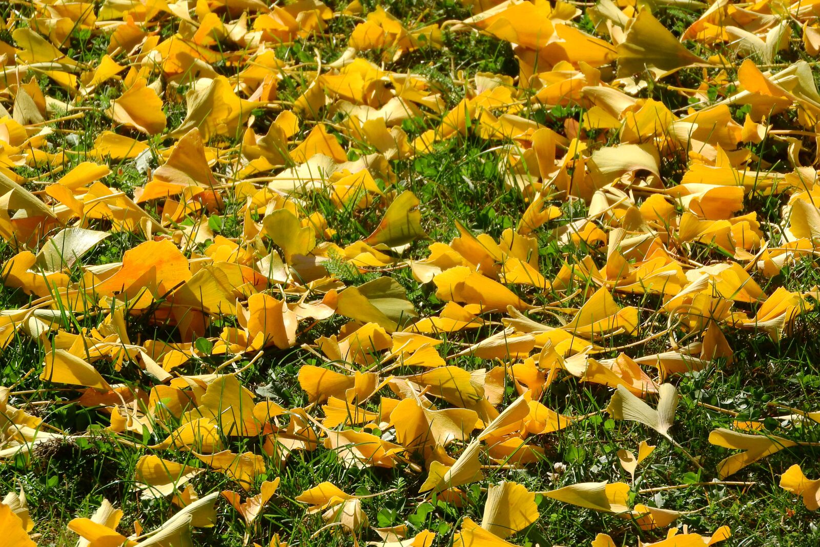 Nikon Coolpix P610 sample photo. Fallen leaves, autumn leaves photography