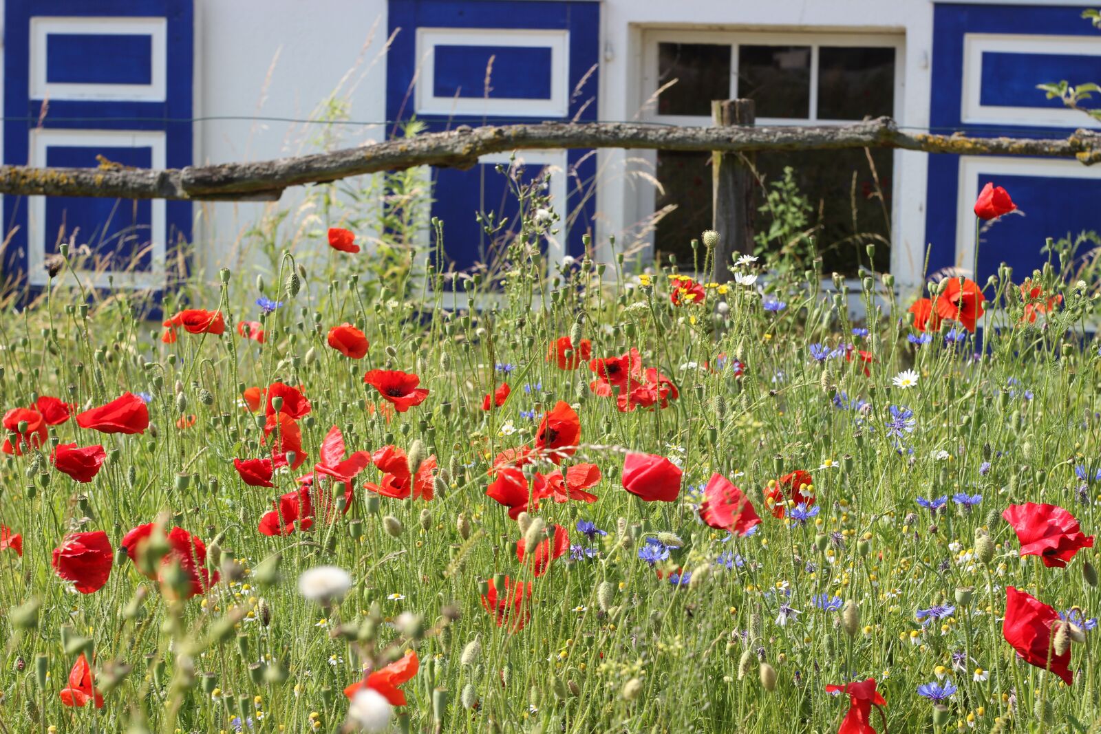 Canon EOS 600D (Rebel EOS T3i / EOS Kiss X5) sample photo. Flower meadow, meerbusch, osterath photography