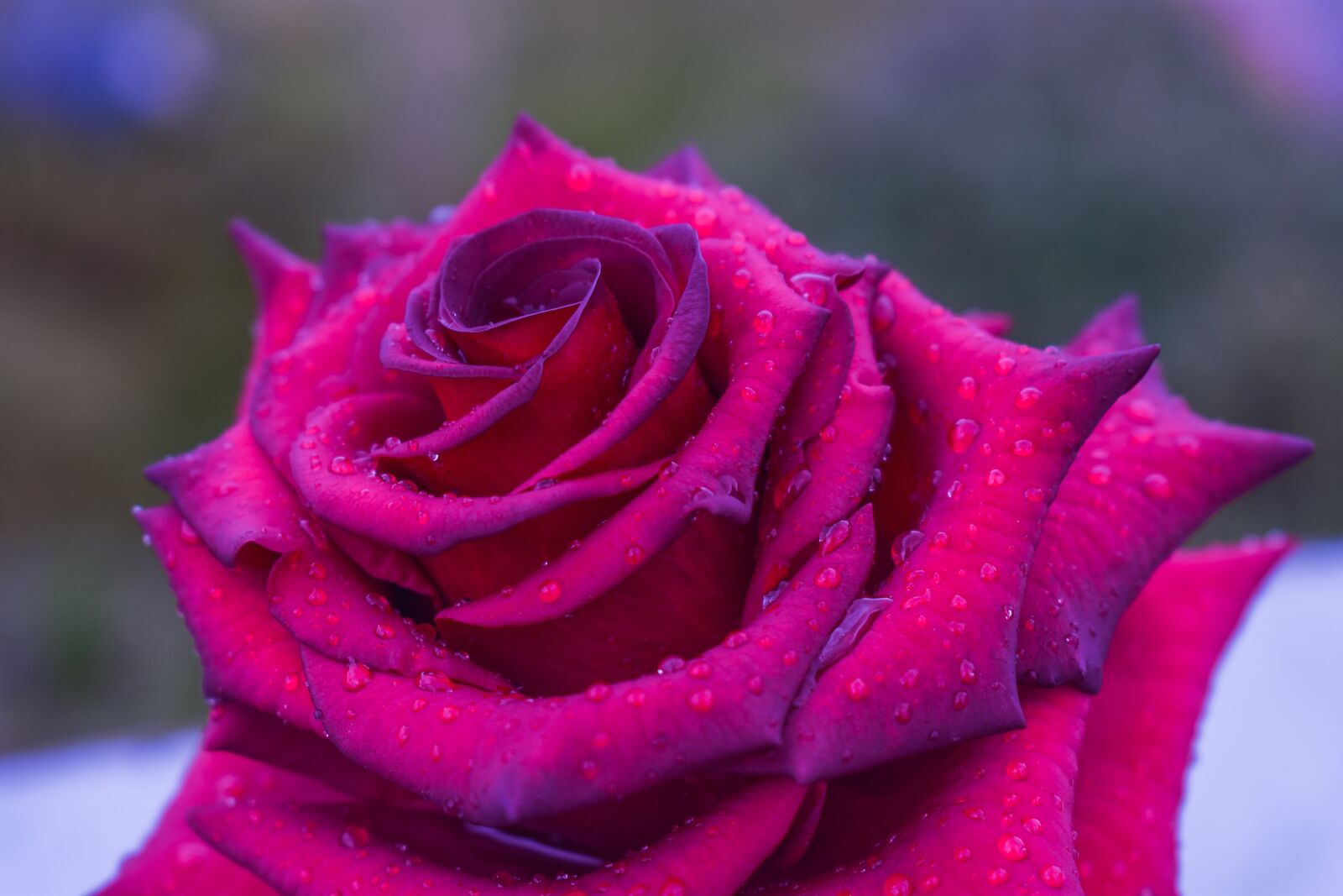 Nikon D3400 sample photo. Rosa, rain, flower photography