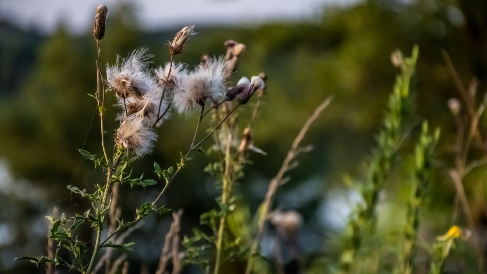 Nikon D7100 sample photo. Grassland, meadow, grass photography