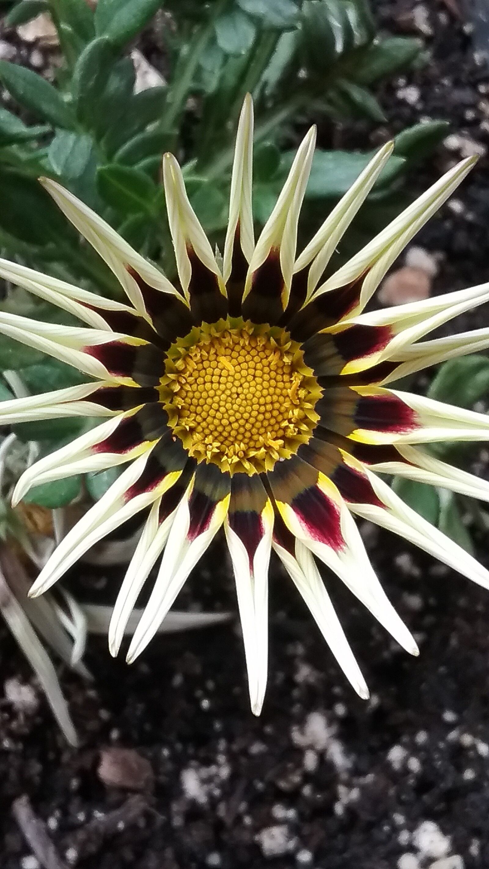 Samsung Galaxy J3(2016) sample photo. Beauty, flower, nature photography