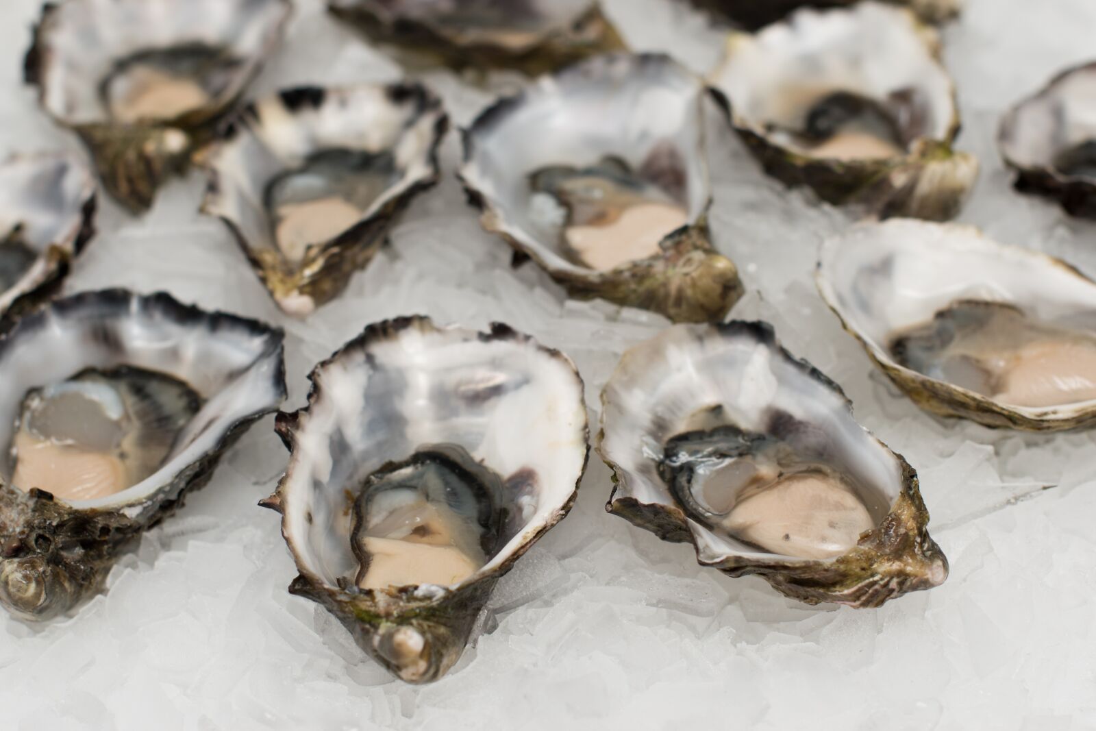 Nikon D5500 sample photo. Oysters, shell fish, seafood photography