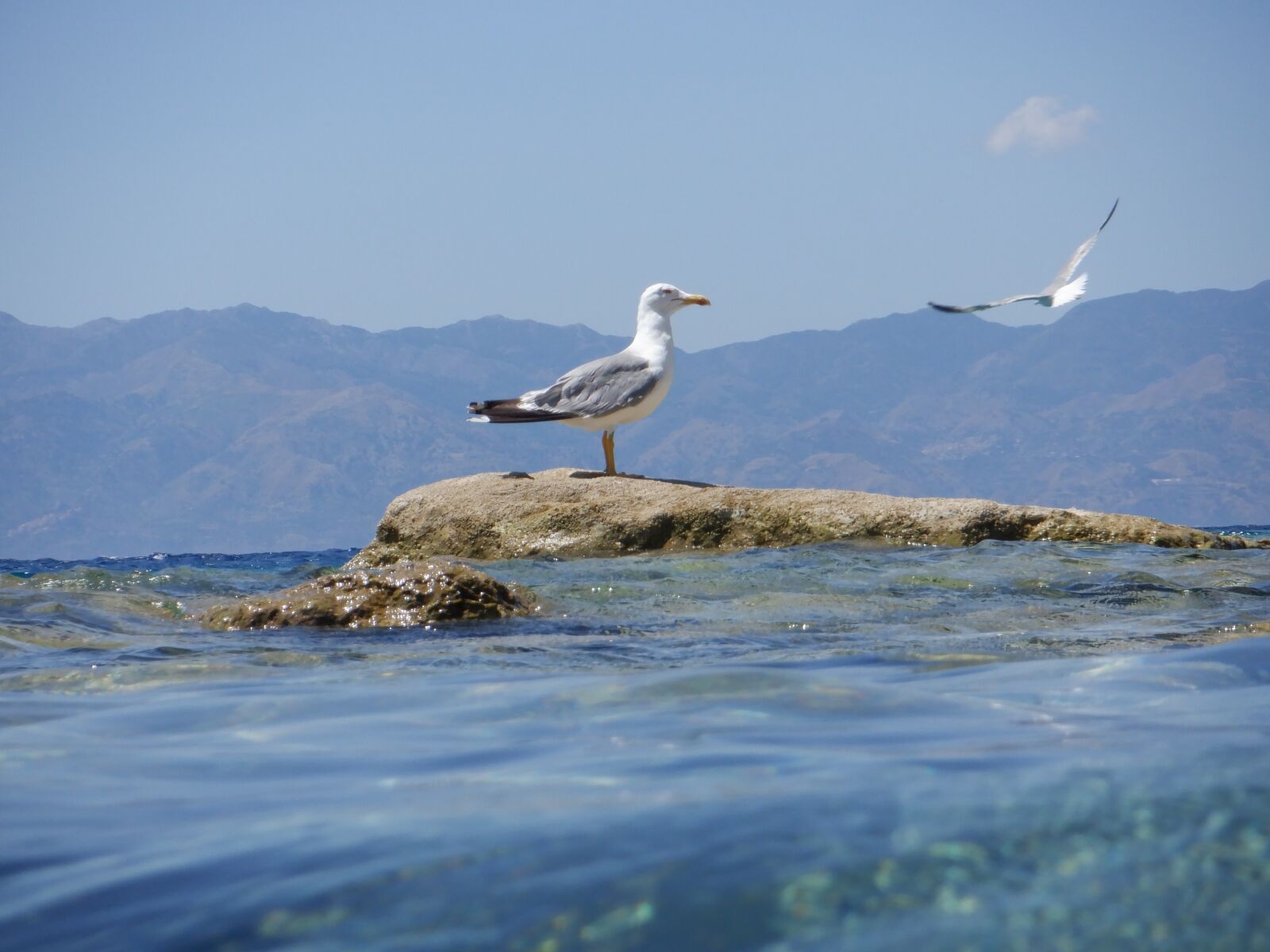Fujifilm FinePix XP140 sample photo. Seagull, sea, water photography