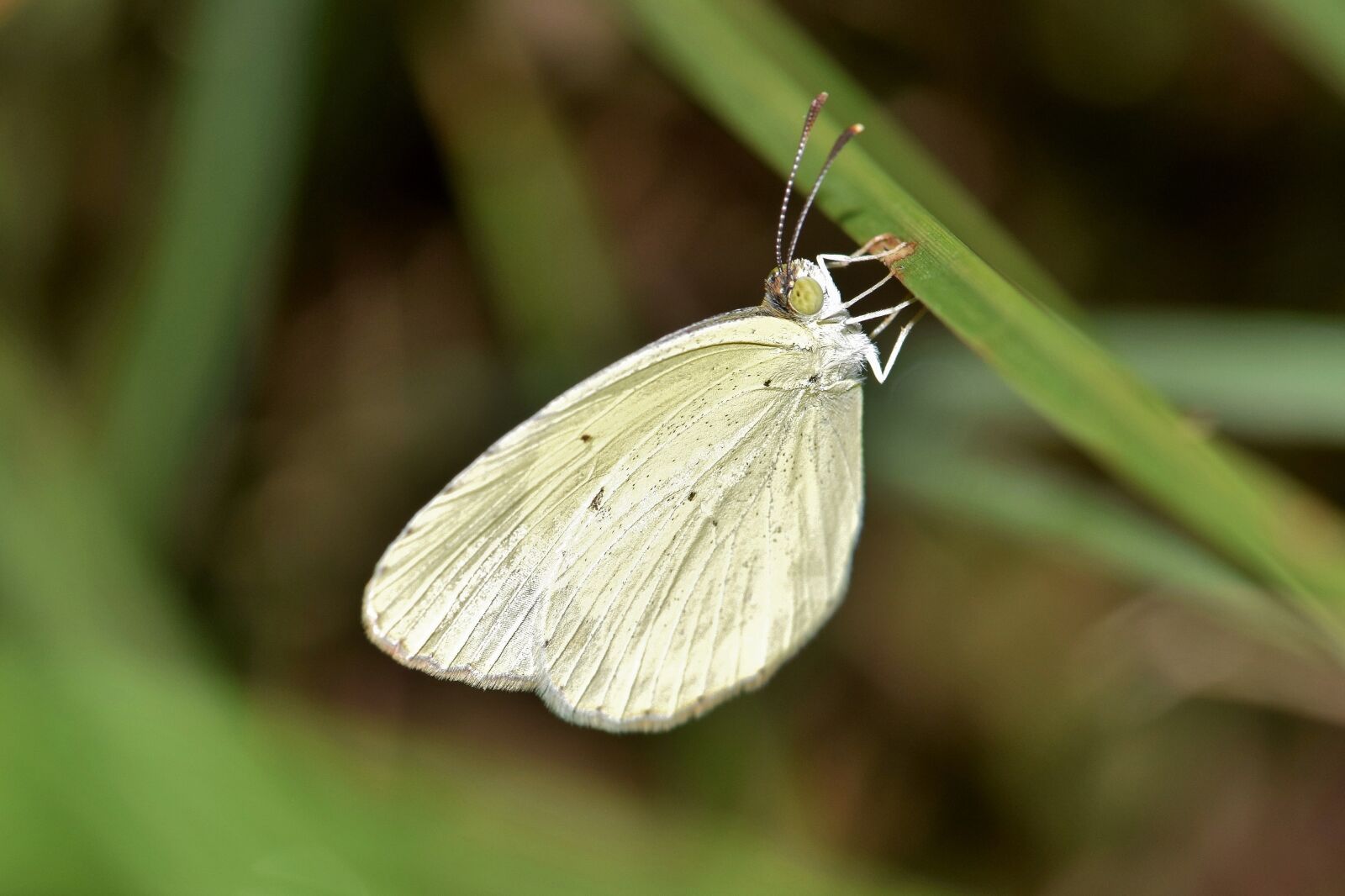 Nikon D5300 sample photo. Butterfly, yellow butterfly, sulphur photography