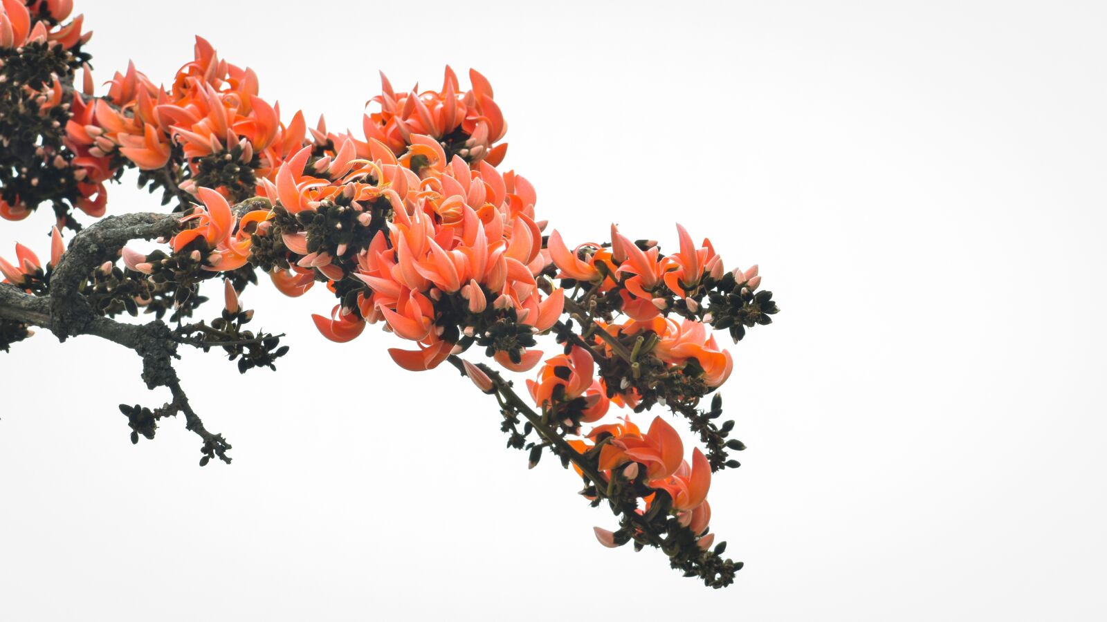 Nikon D3500 sample photo. Spring, palas, flower photography