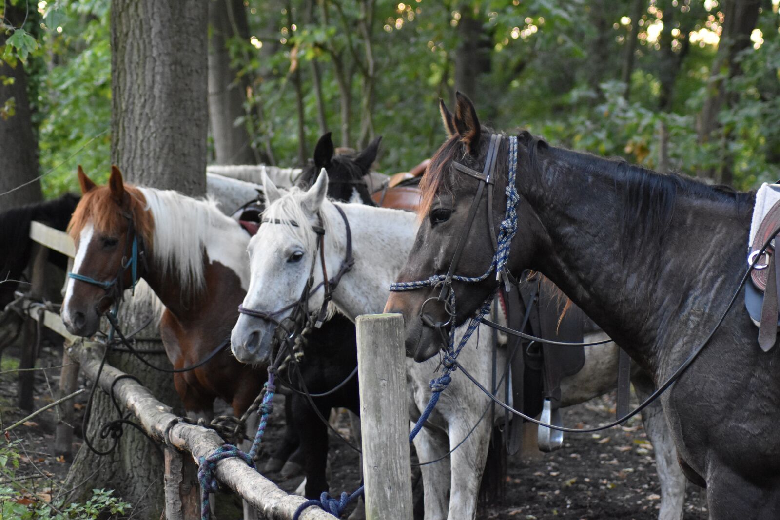 Nikon D3500 sample photo. Horses, bridle, horse photography
